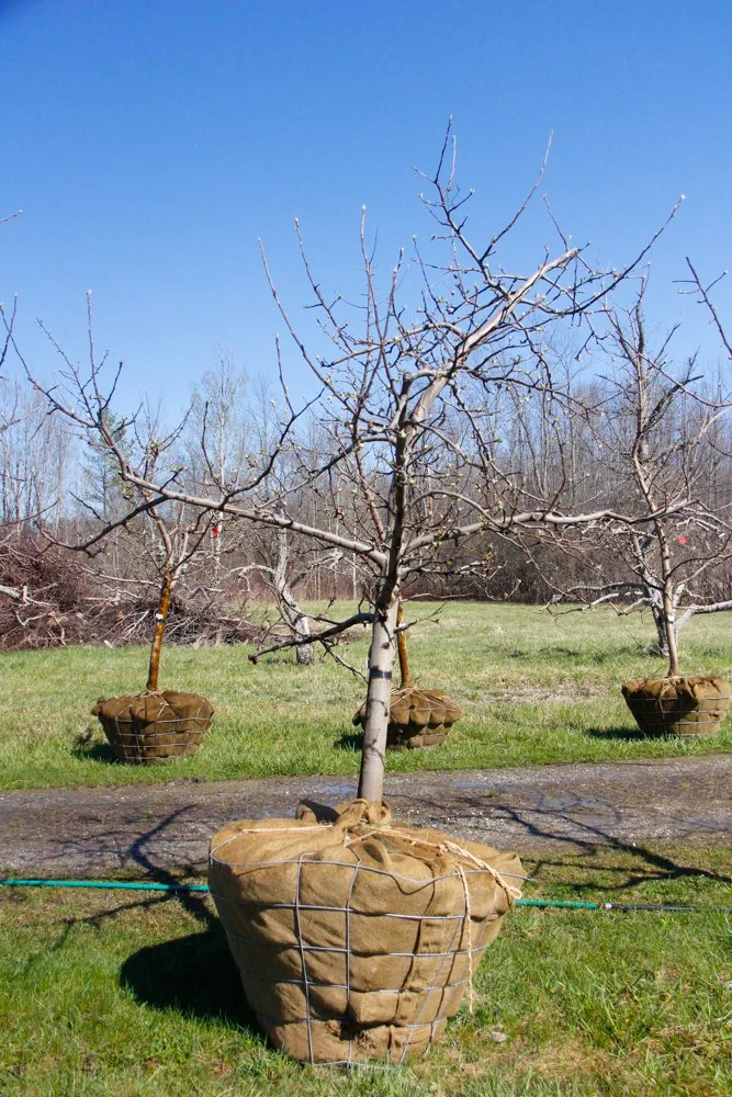 #26 - Mutsu Apple Tree -  3" caliper