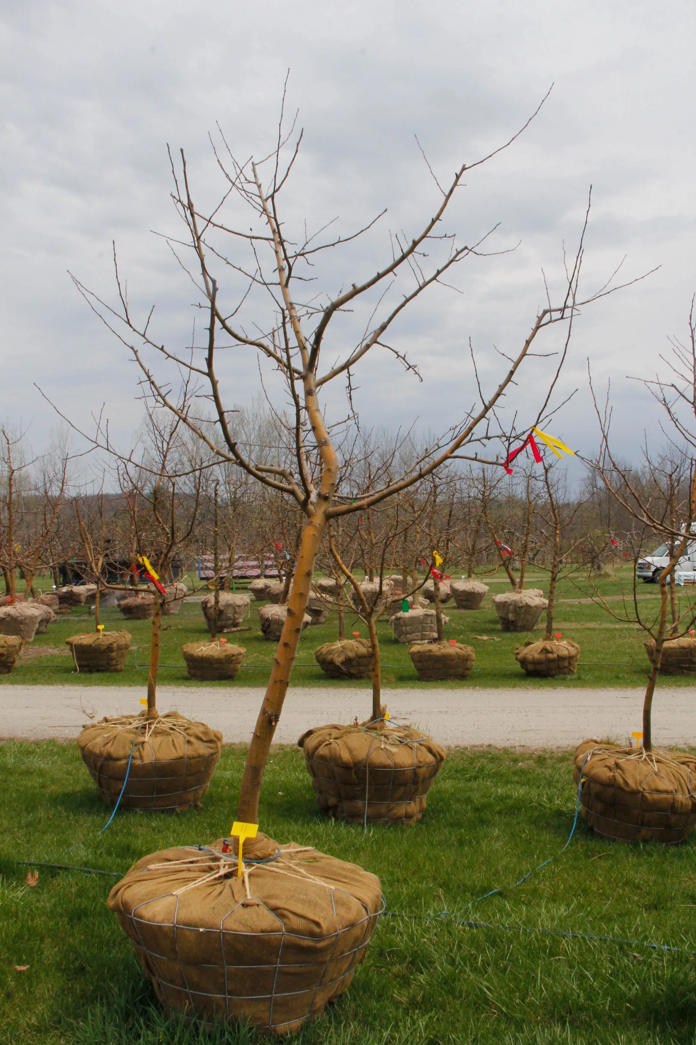 #11 - Honey Crisp Apple Tree - 2.5" Caliper
