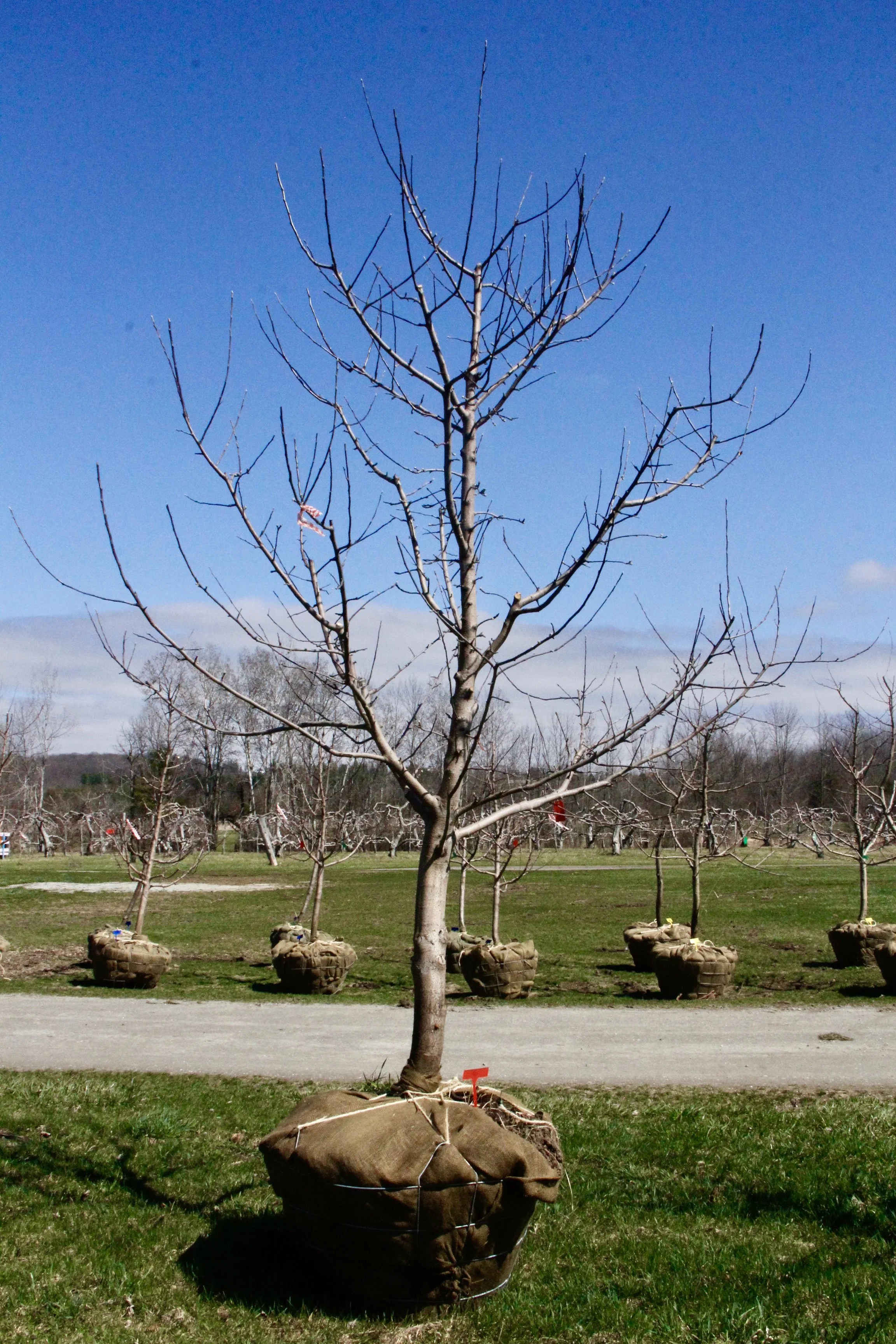 #6 - RubyMac Apple Tree - 4.25" - 4.75" Caliper