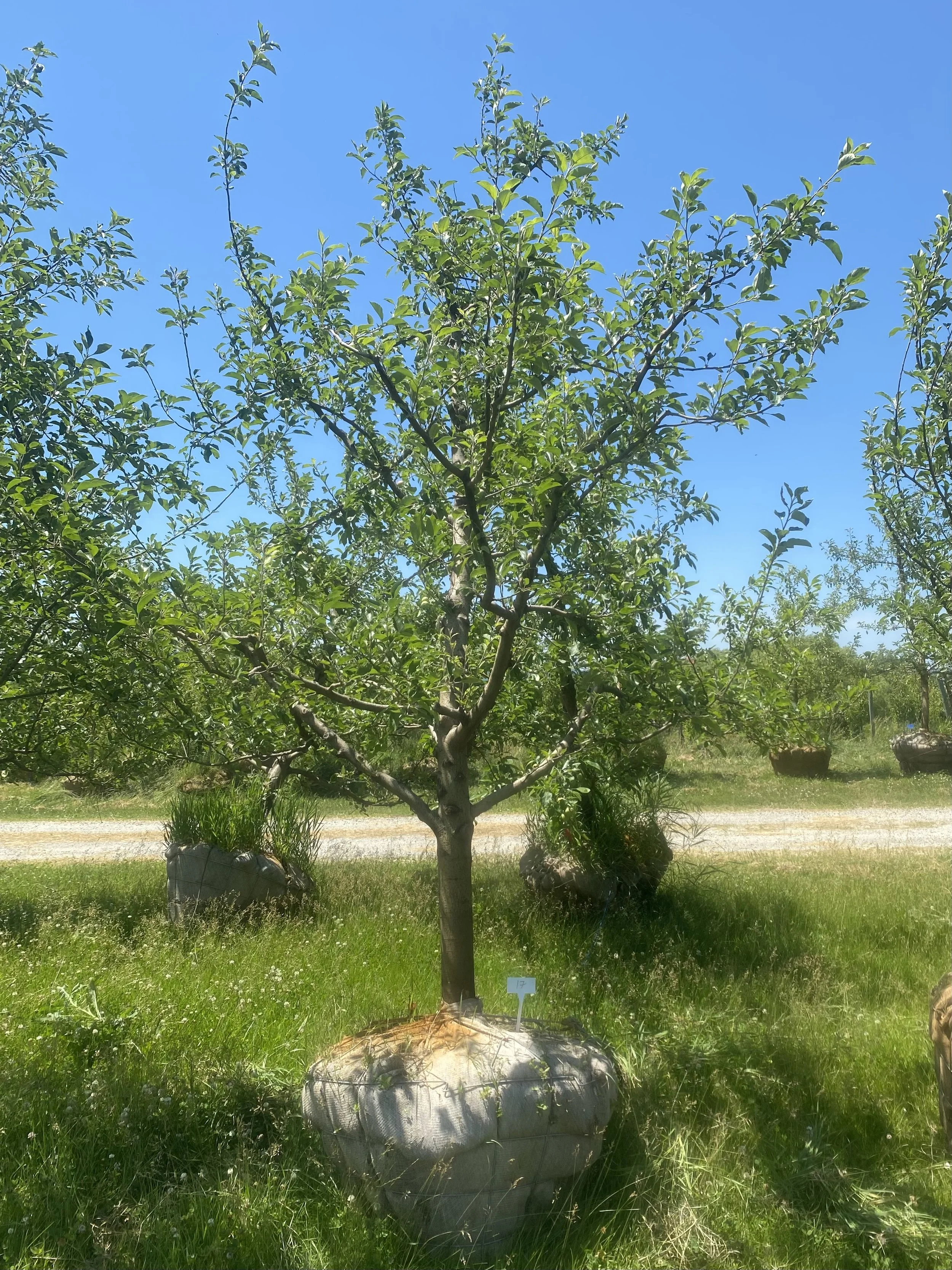 #17 - Florina, Apple Tree - 3.75" - 4.25" Caliper
