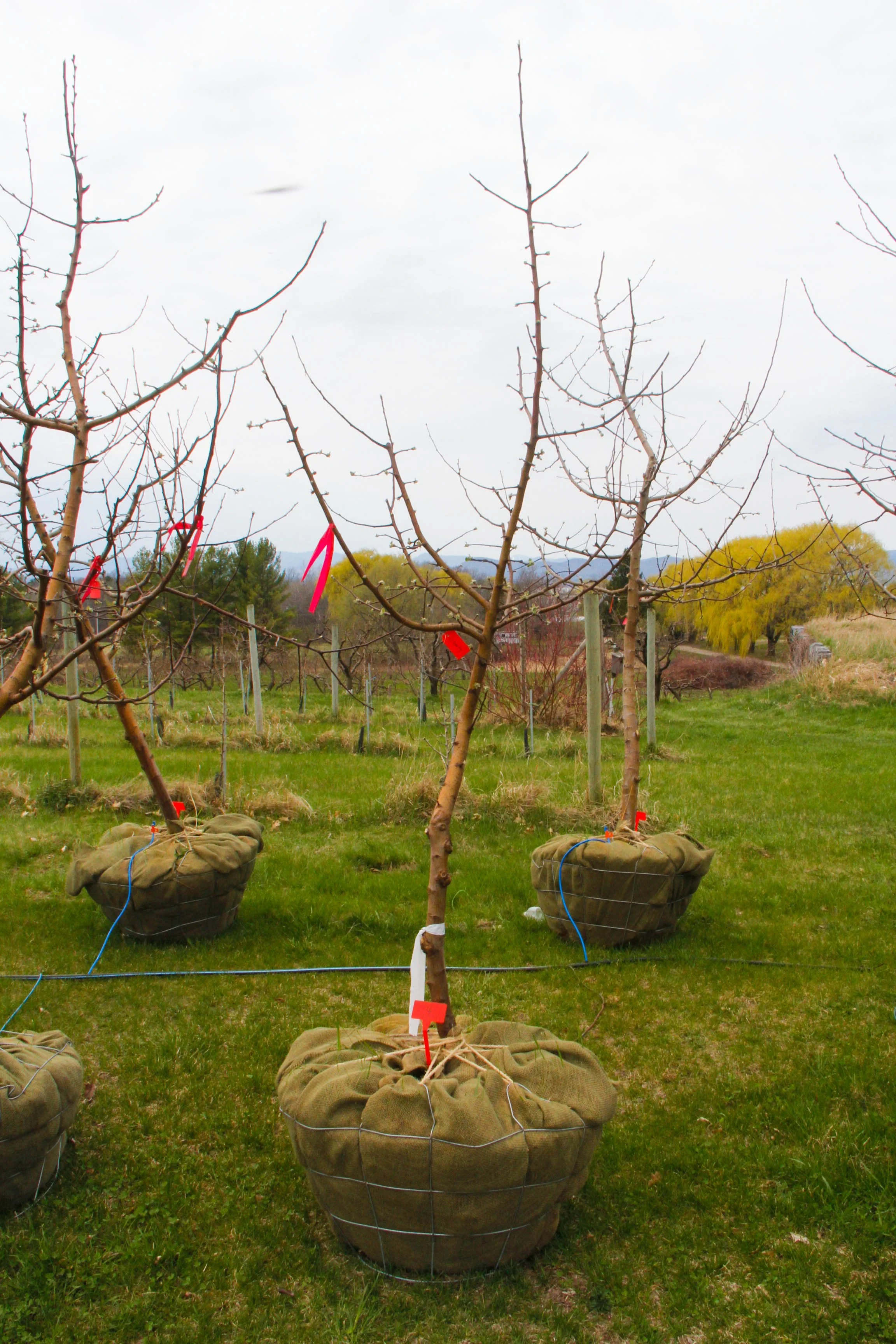#4 - Liberty Apple Tree -  2" Caliper *Scar