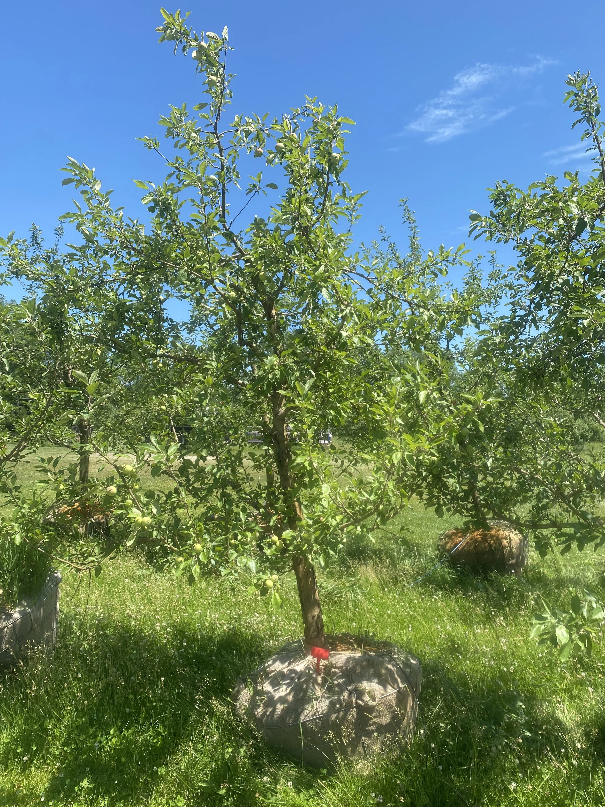 #21 - Zestar Apple Tree -  4.25" - 4.75" caliper