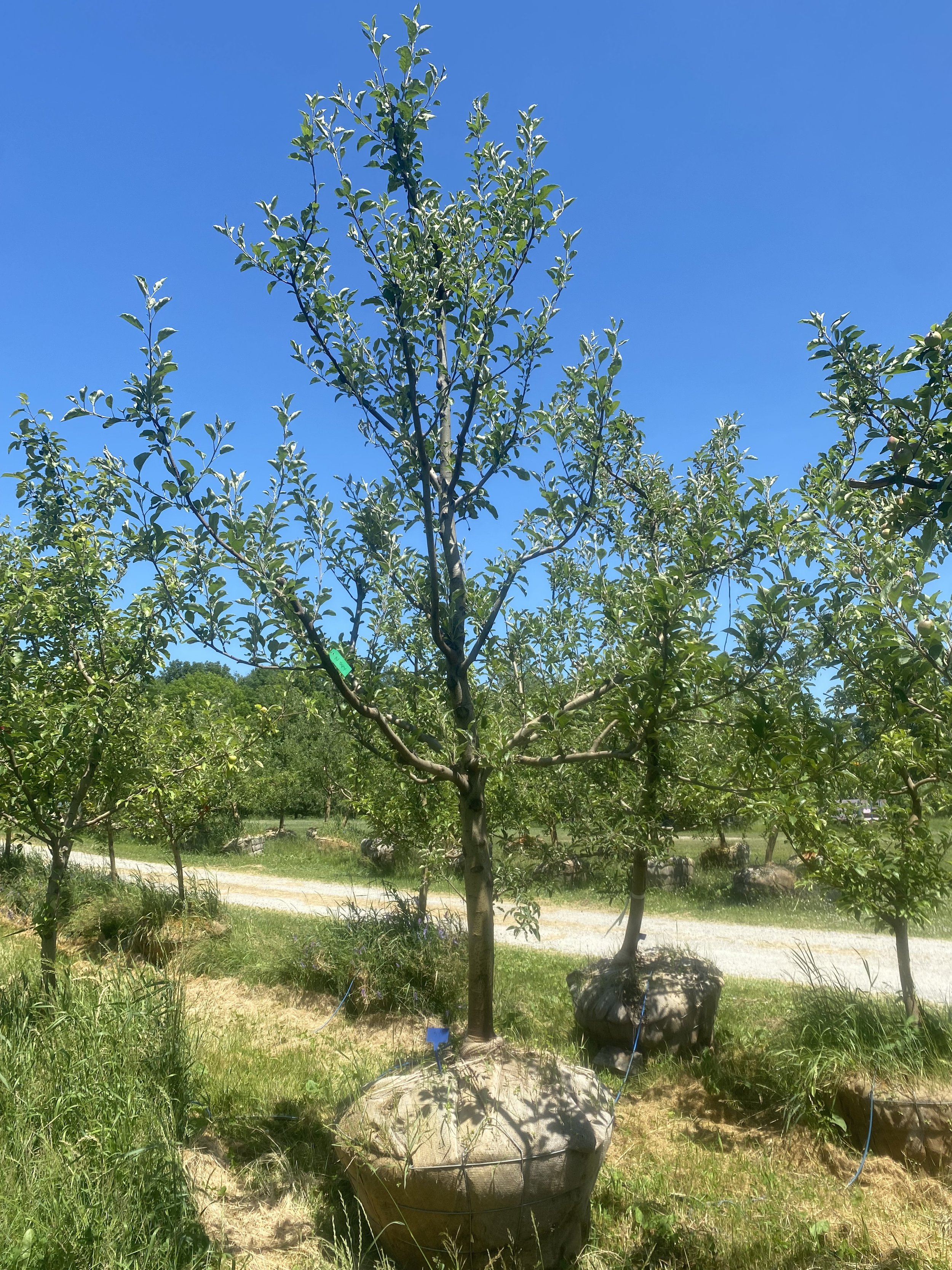 #34 - Northern Spy Apple Tree -  3.5" - 3.75" caliper
