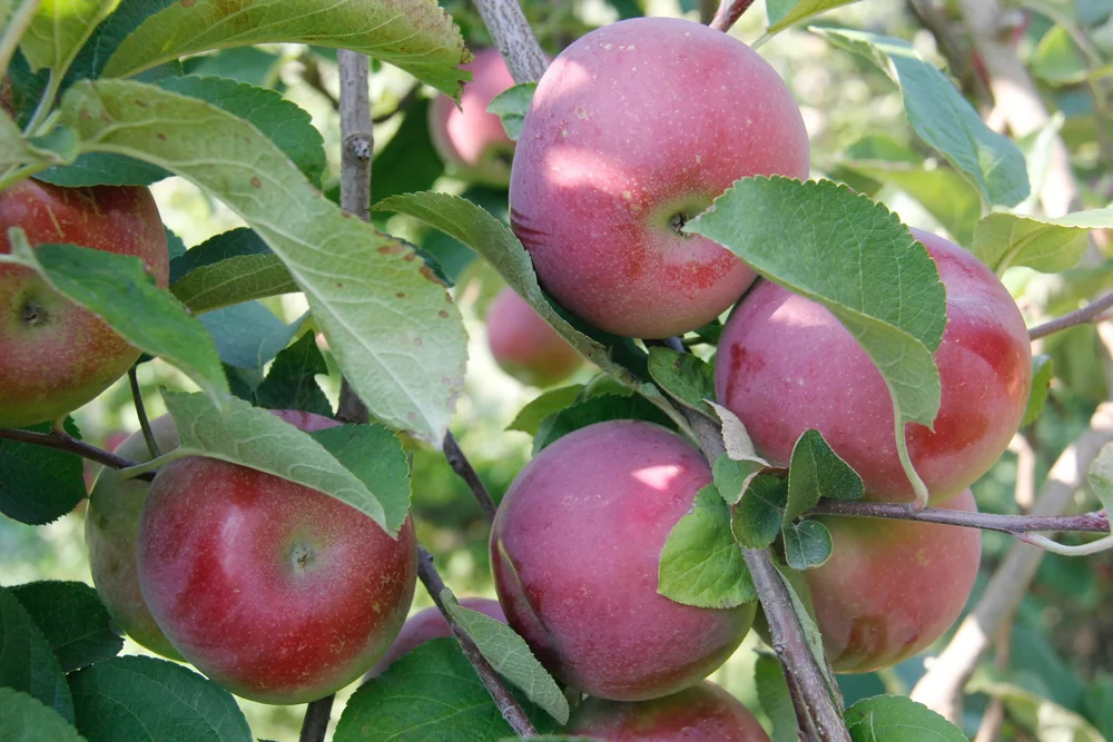 Events — Shelburne Orchards