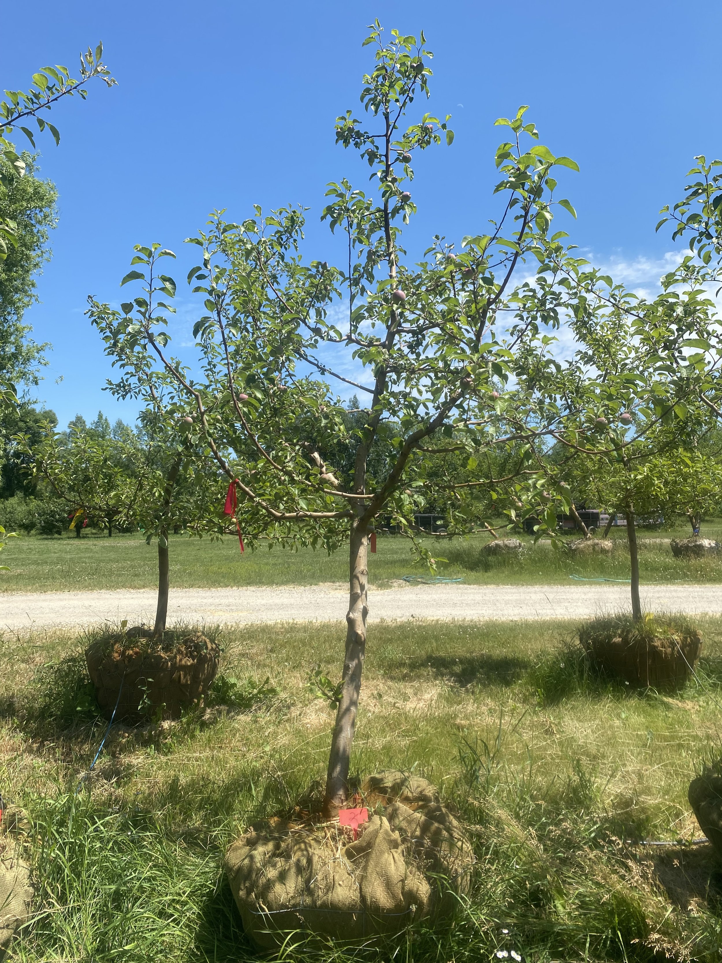 #2 - Liberty Apple Tree -  2.25" -2.5" caliper