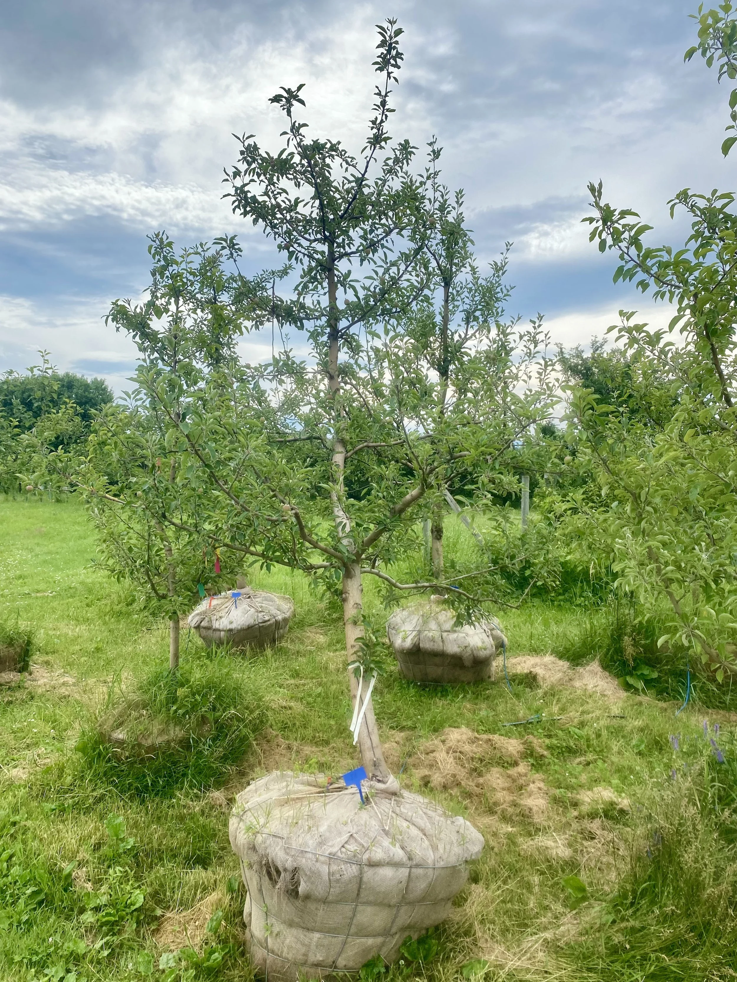 #27 - Gala Apple Tree - 3.25" Caliper *Scar