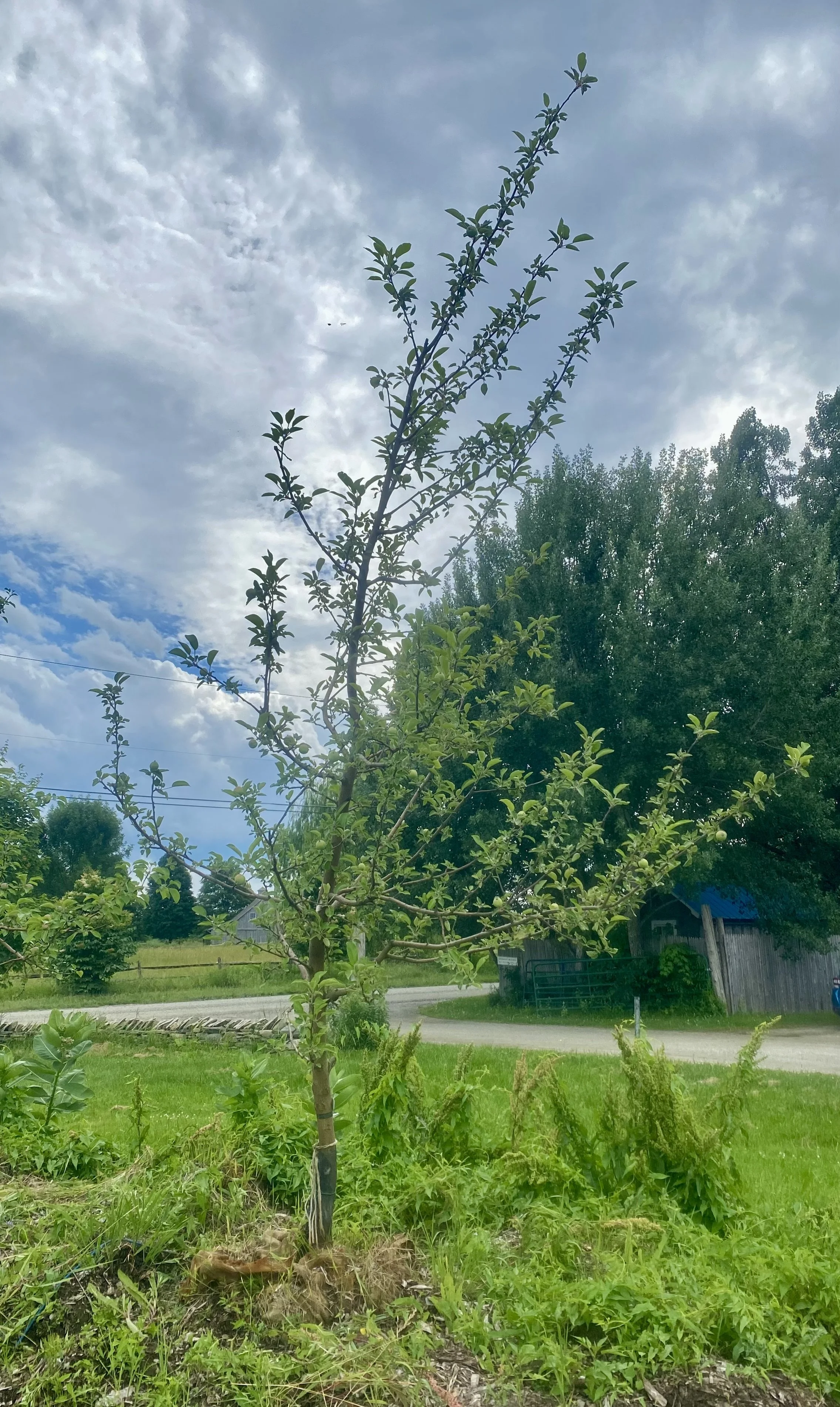 #36 - Empire Apple Tree - 2" Caliper. *SCAR