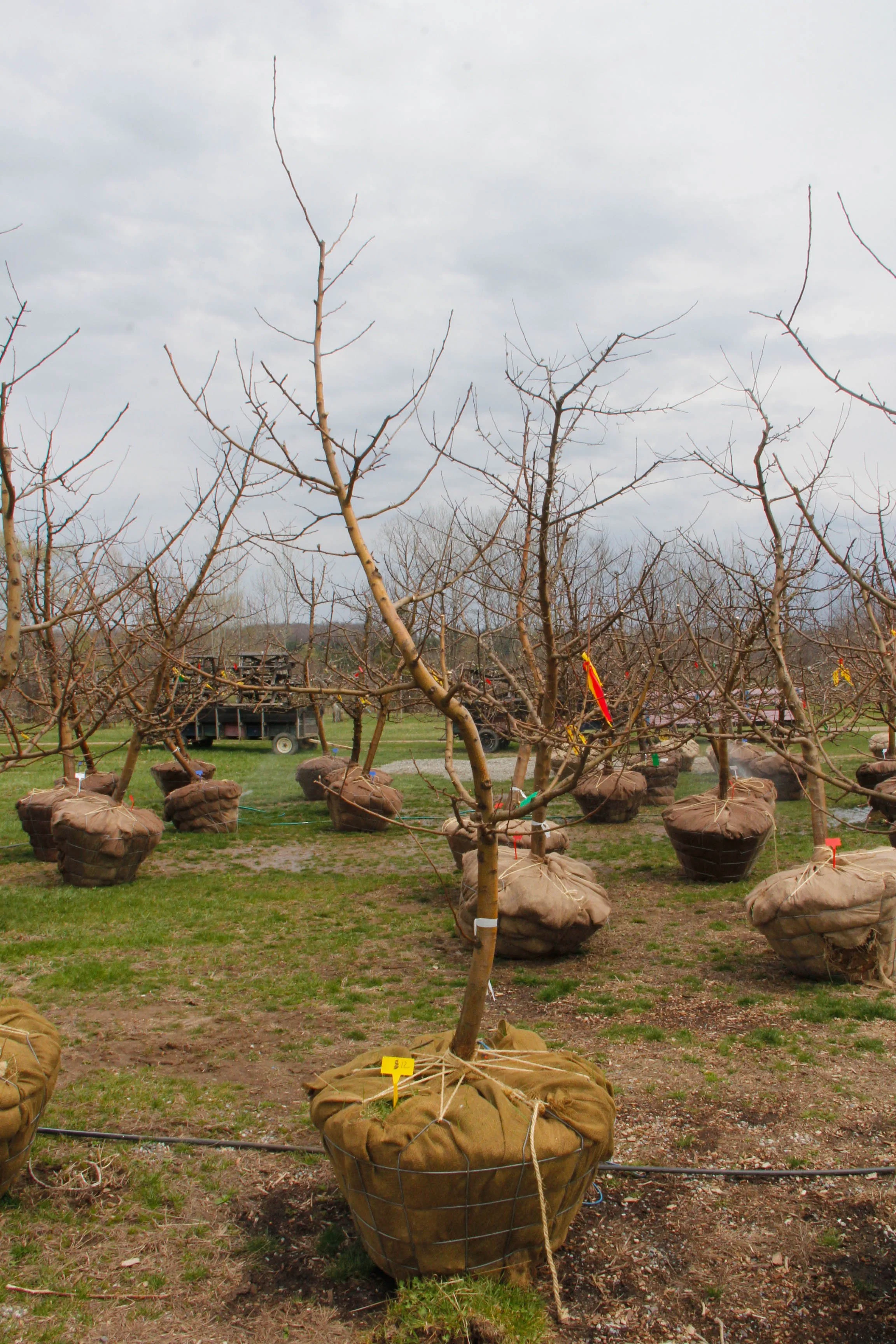 #12 - Honey Crisp Apple Tree -  2.25" Caliper *Scar