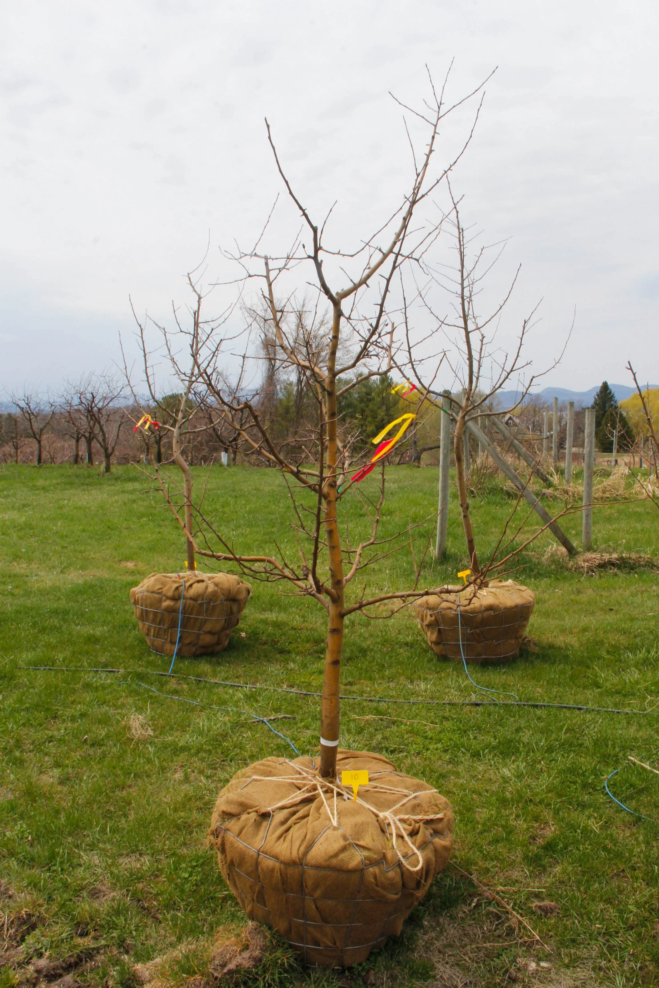#10 - Honey Crisp Apple Tree -  2" Caliper *Scar