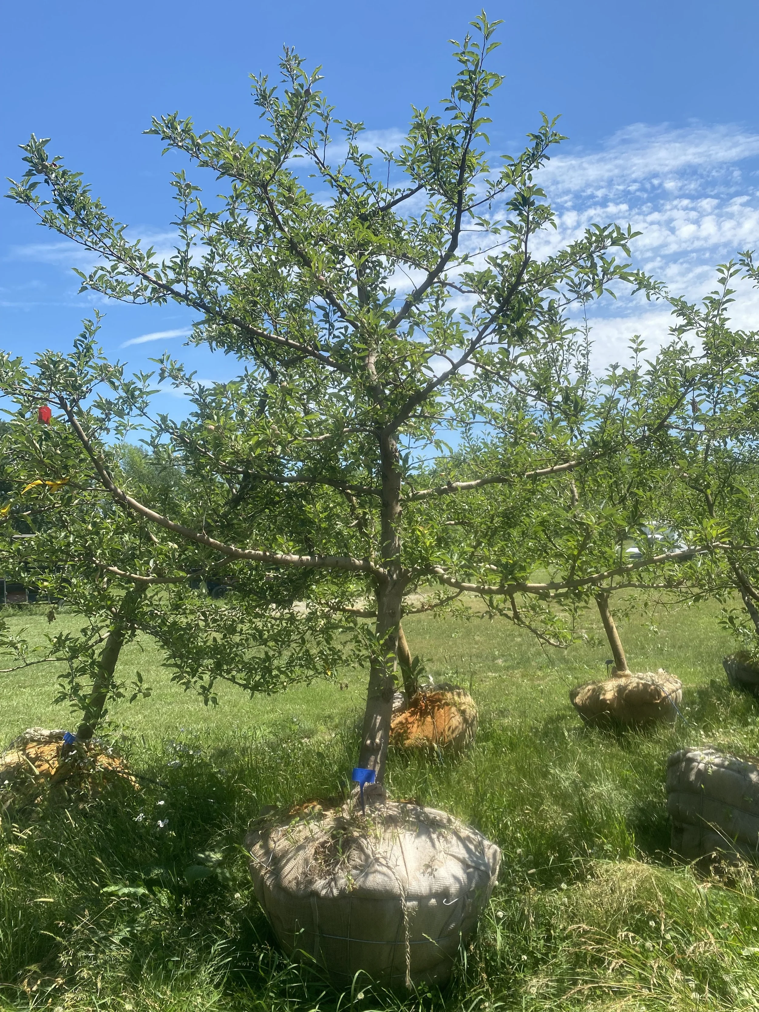#30 - Gala Apple Tree - 4.25" Caliper