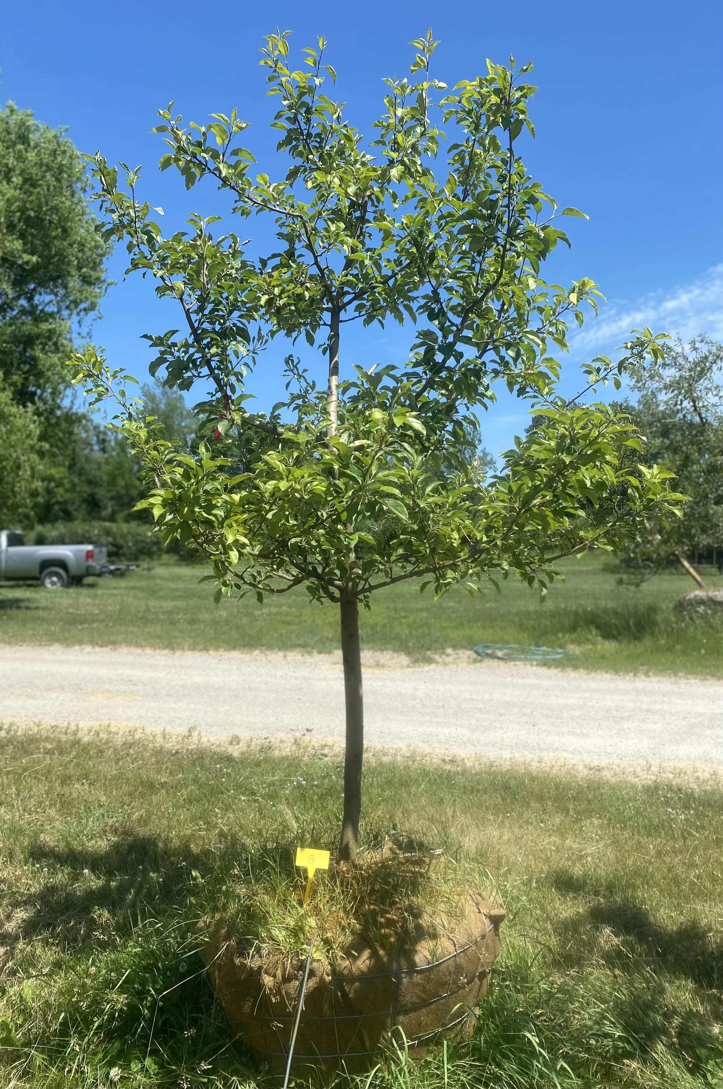 #8 - Honey Crisp Apple Tree - 1.75” -  2” Caliper