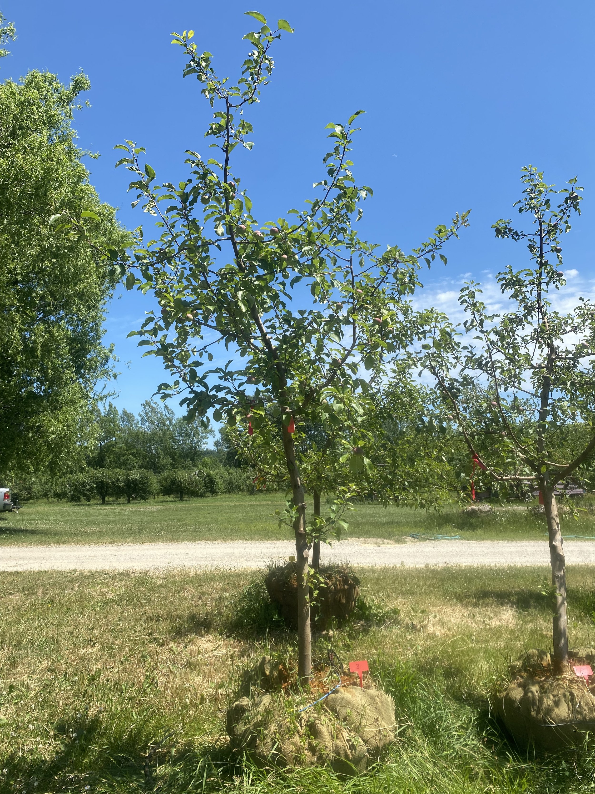 #3 - Liberty Apple Tree -  2" - 2.5" caliper