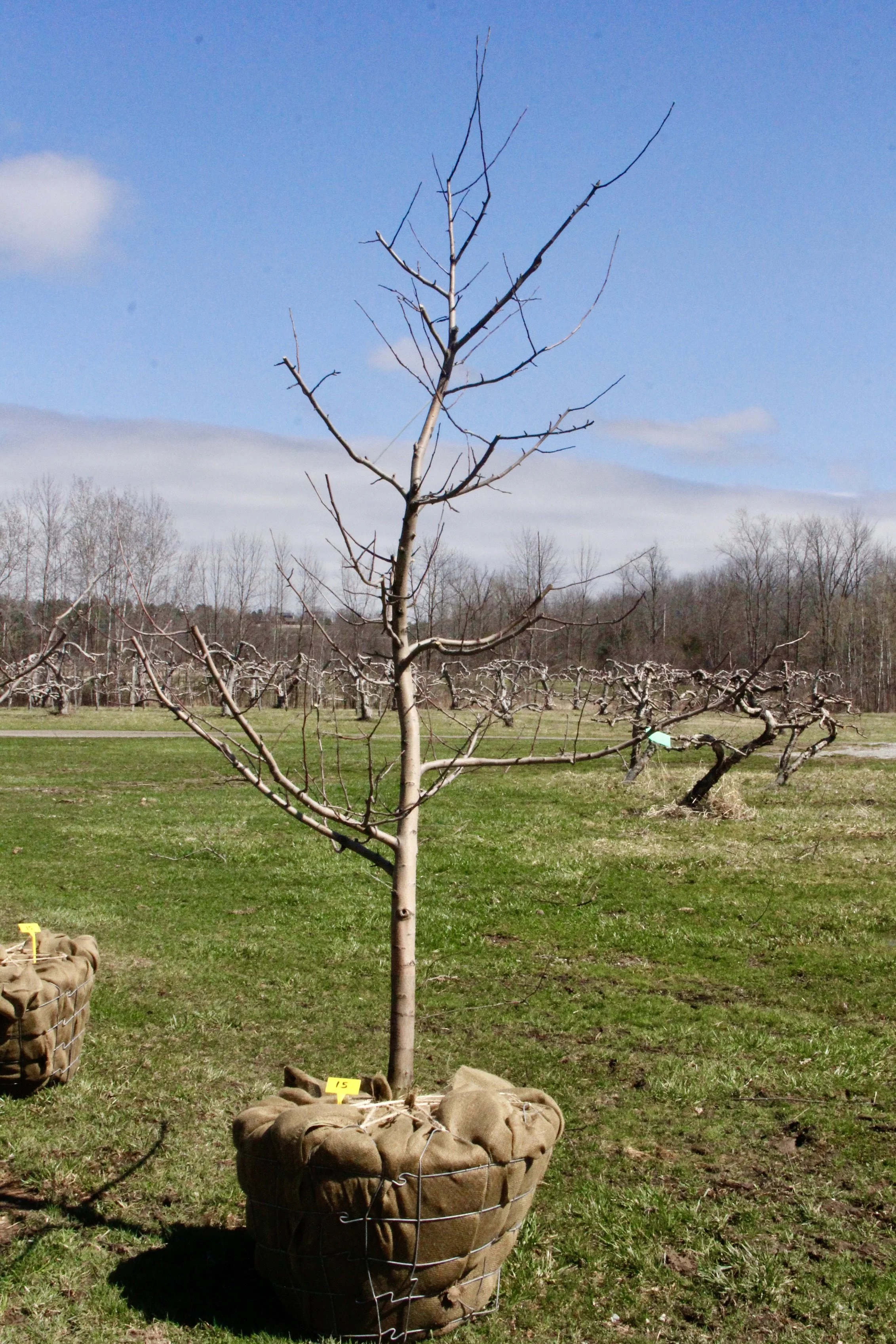 #15 - Honey Crisp Apple Tree - 2.5" - 2.75" Caliper