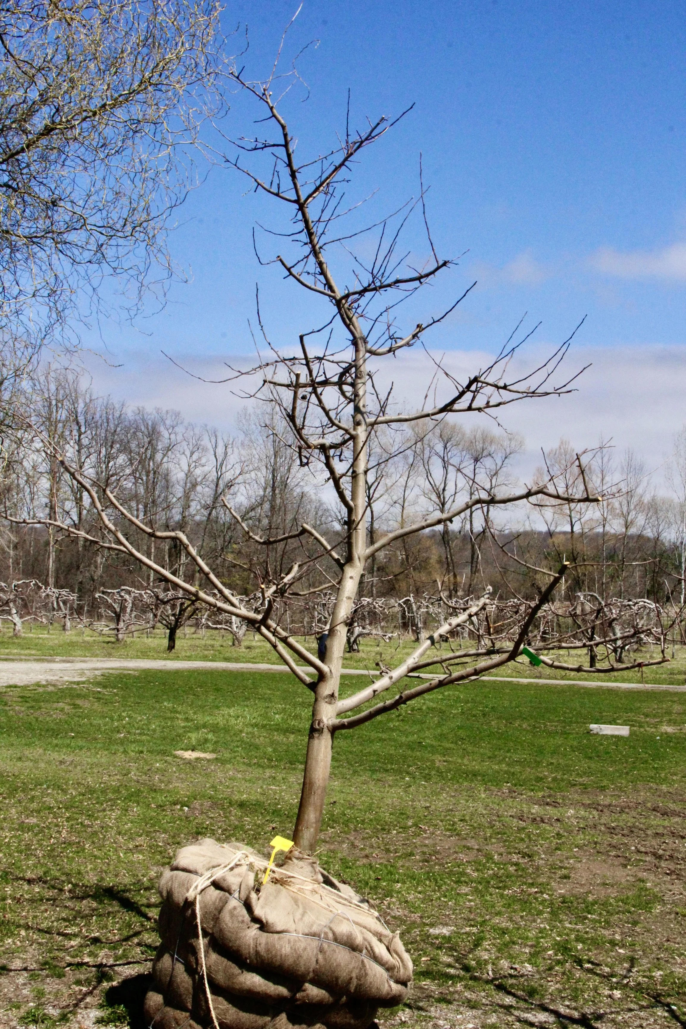 #4 - Honey Crisp Apple Tree -  3.75" Caliper