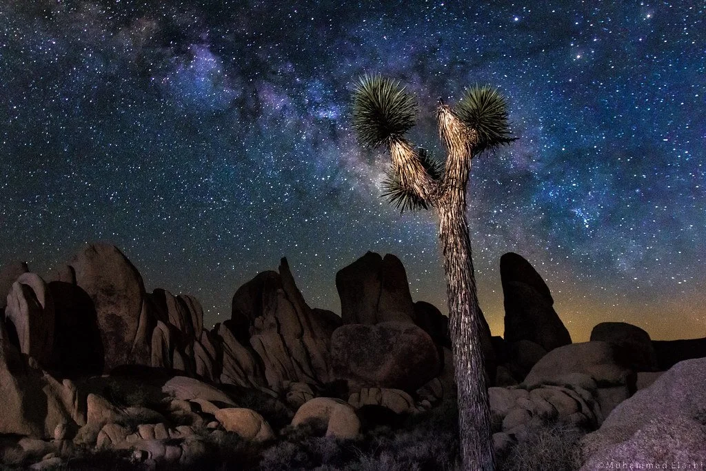 galactic-joshua-tree_27821797443_l.jpg