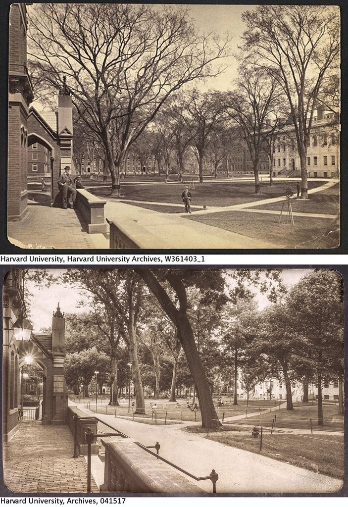 harvard-yard-then--now_35485497344_l.jpg