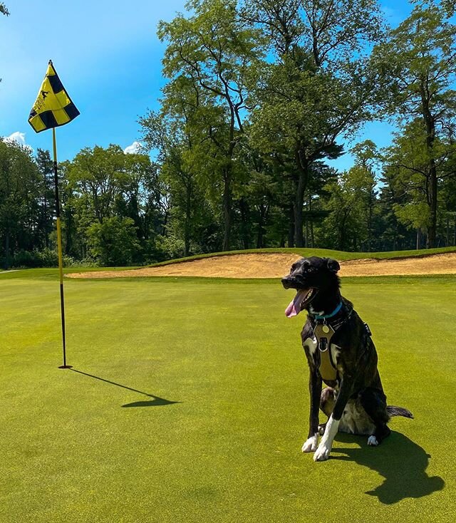 Friendly reminder we allow pets on the course 🏌️&zwj;♀️🐶🏌🏼
#greenlakewi #wisconsingolf #lawsonia #woodlands #petfriends #thelinks #finnscooters #bestdays #golf⛳️