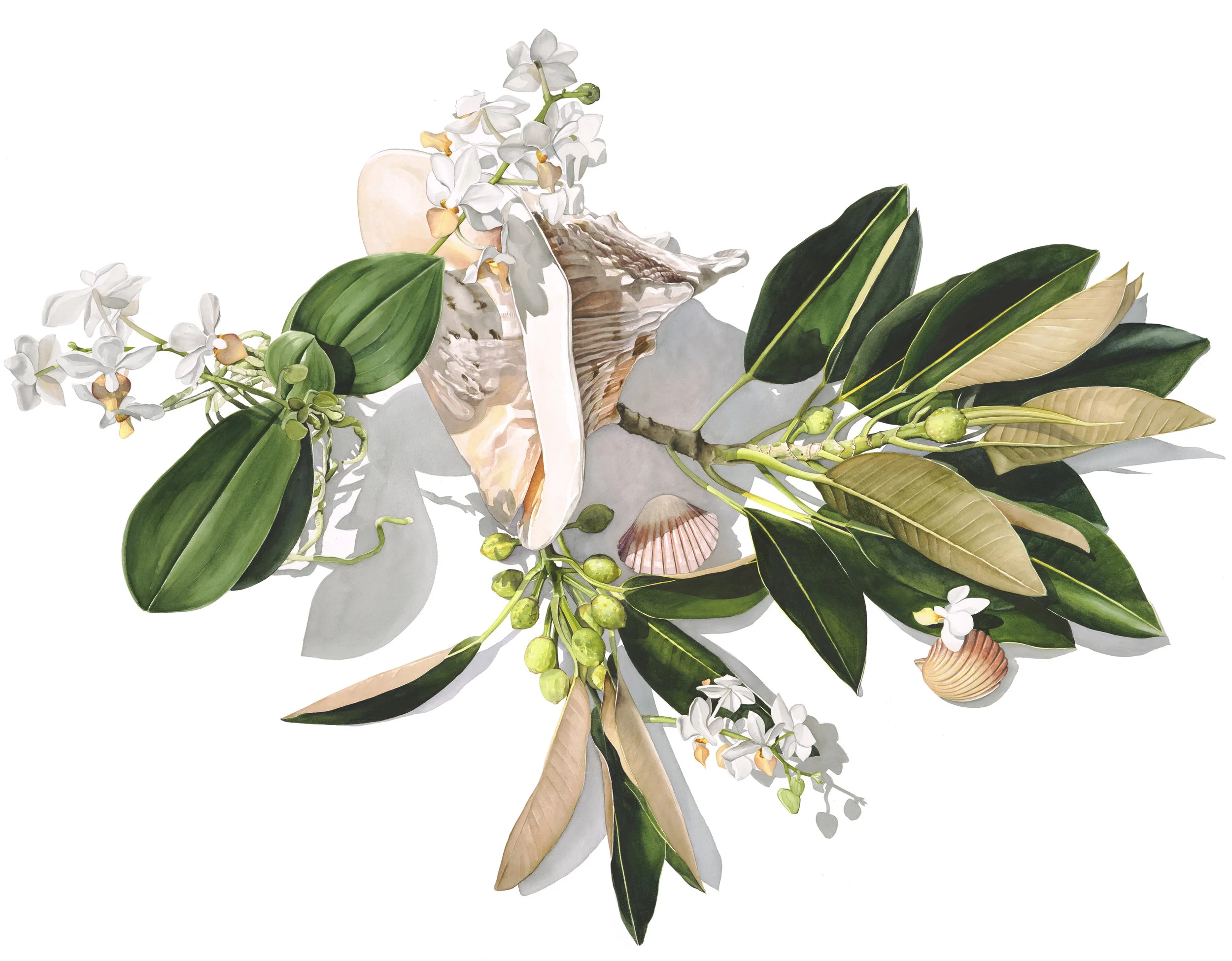 Conch shell with dark green leaves_v4.jpg