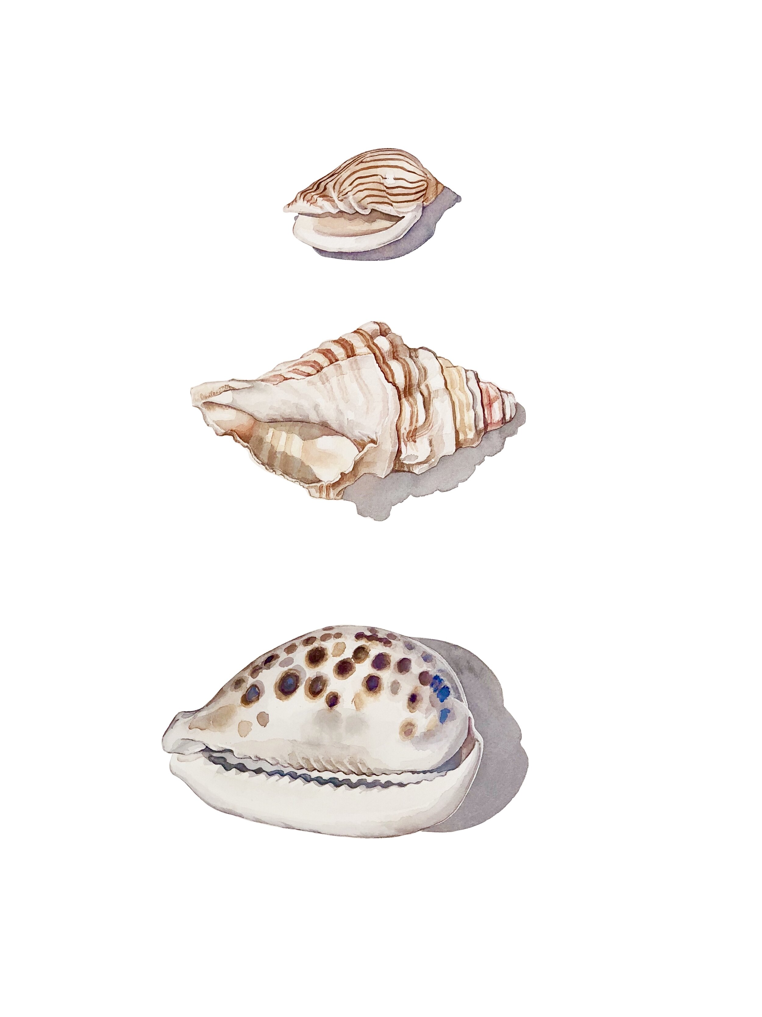 Three shells            