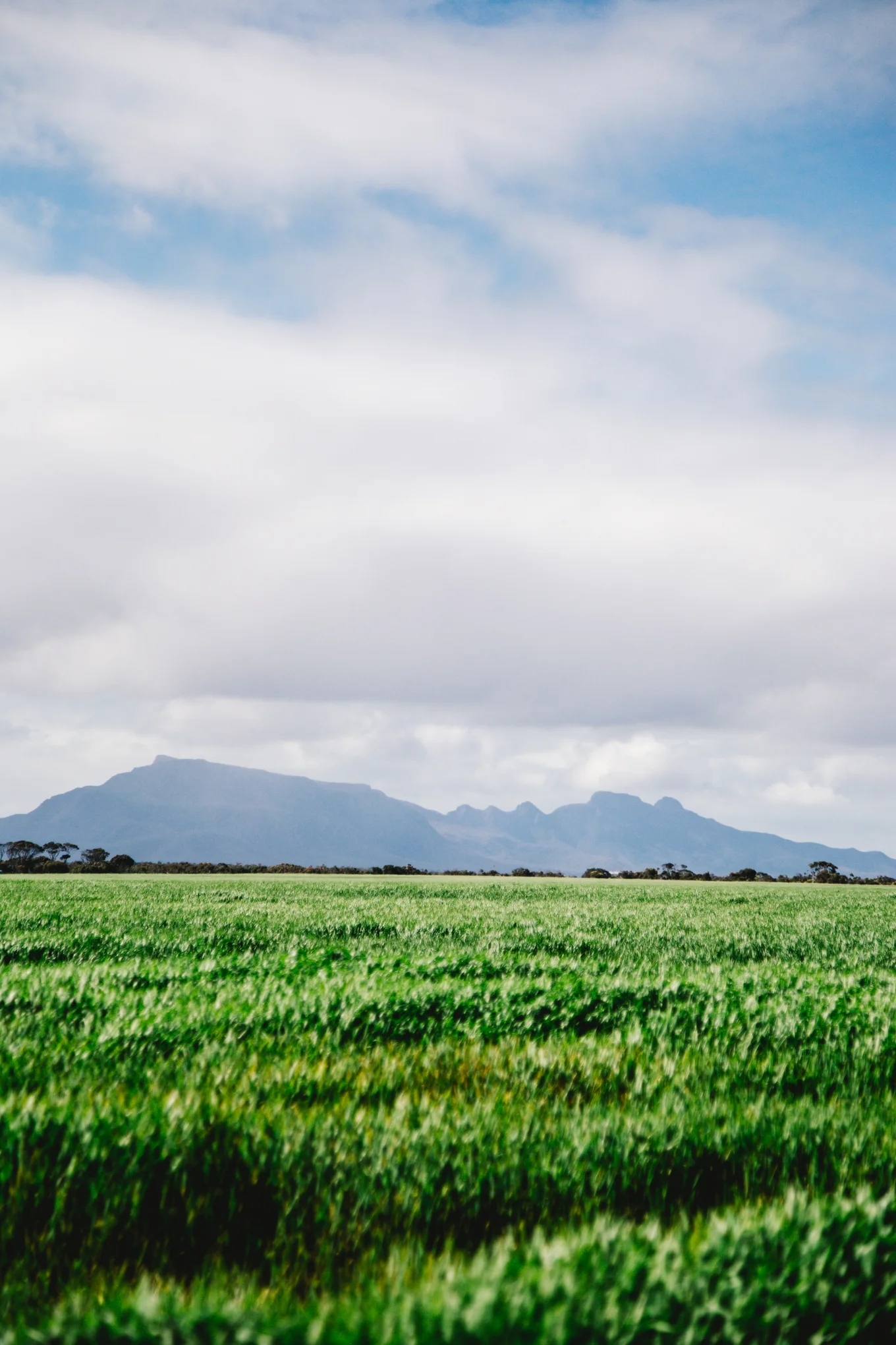 Further South Extended Collection - Stirling Range in Spring