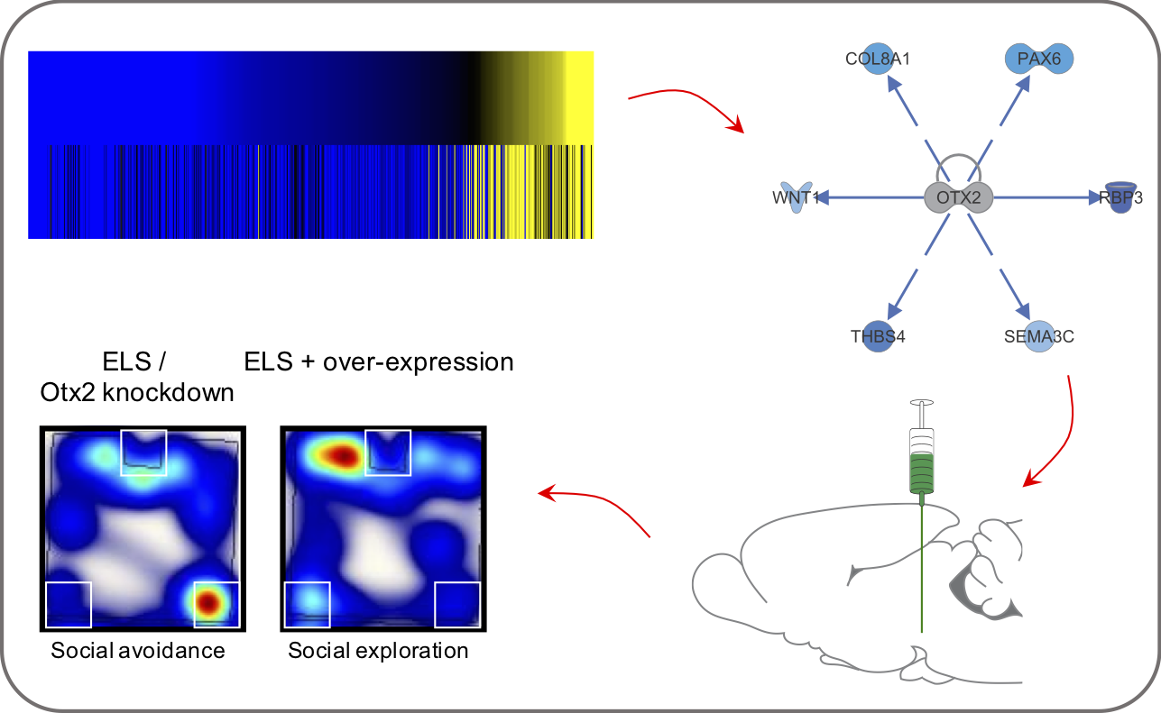 Seq Manipulation Behavior pipeline2.png