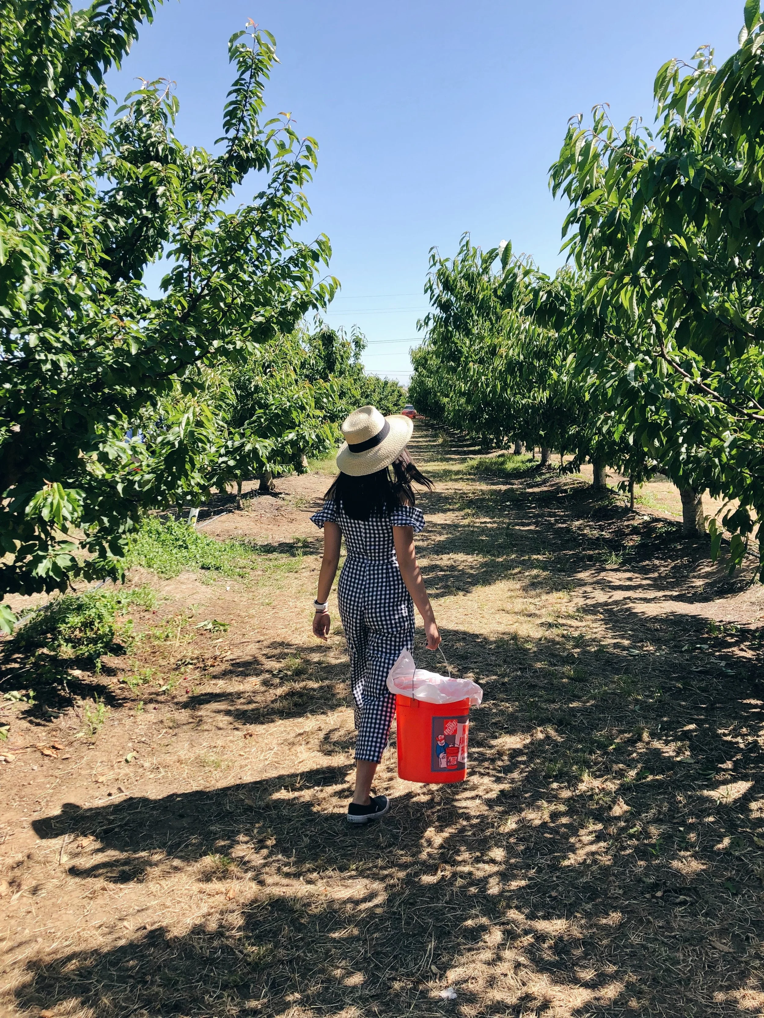 LIVING OUT MY FARMING DREAMS, ONE CHERRY AT A TIME