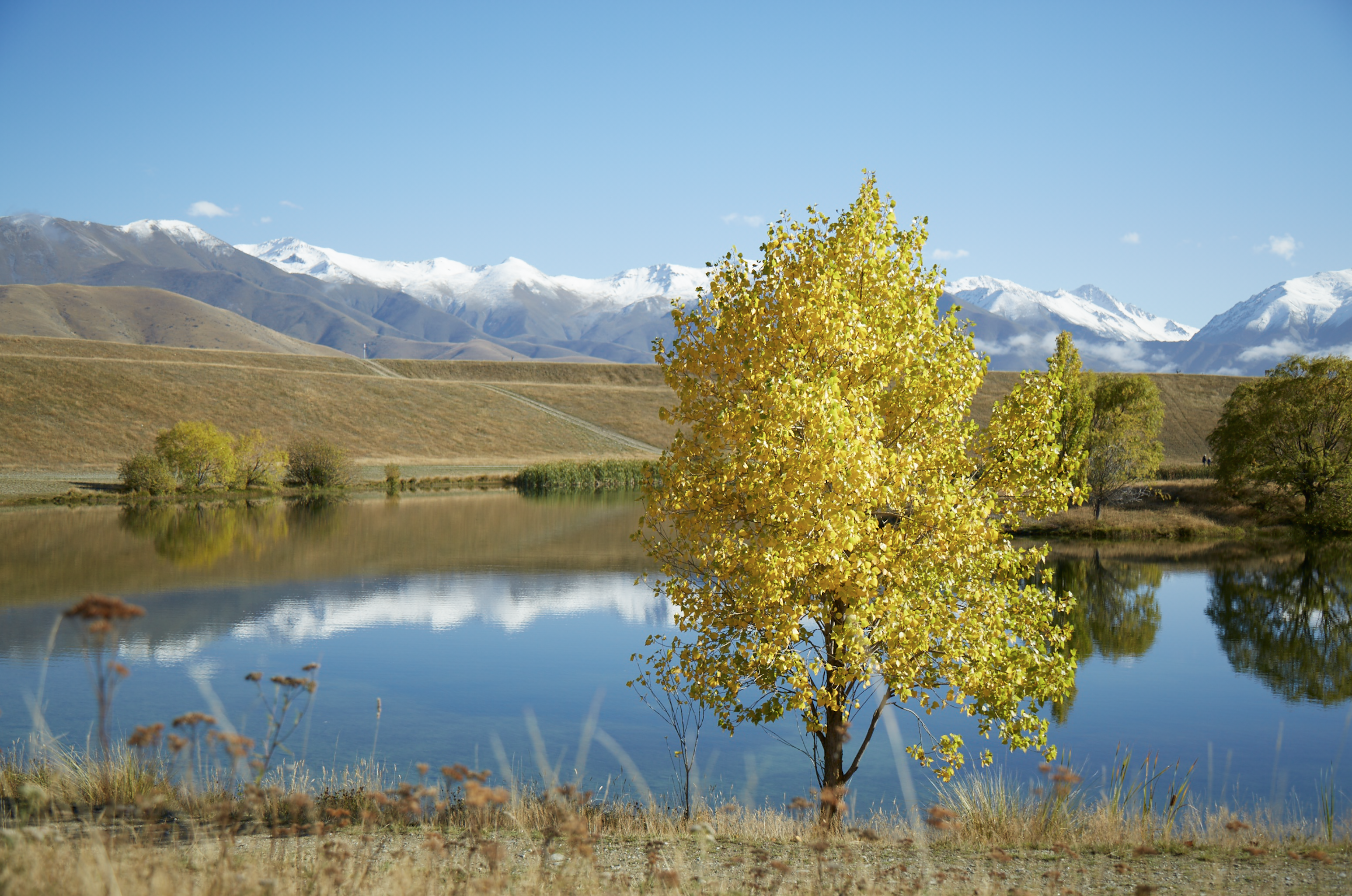 Autumn scene between High Country Cabin and Twizel