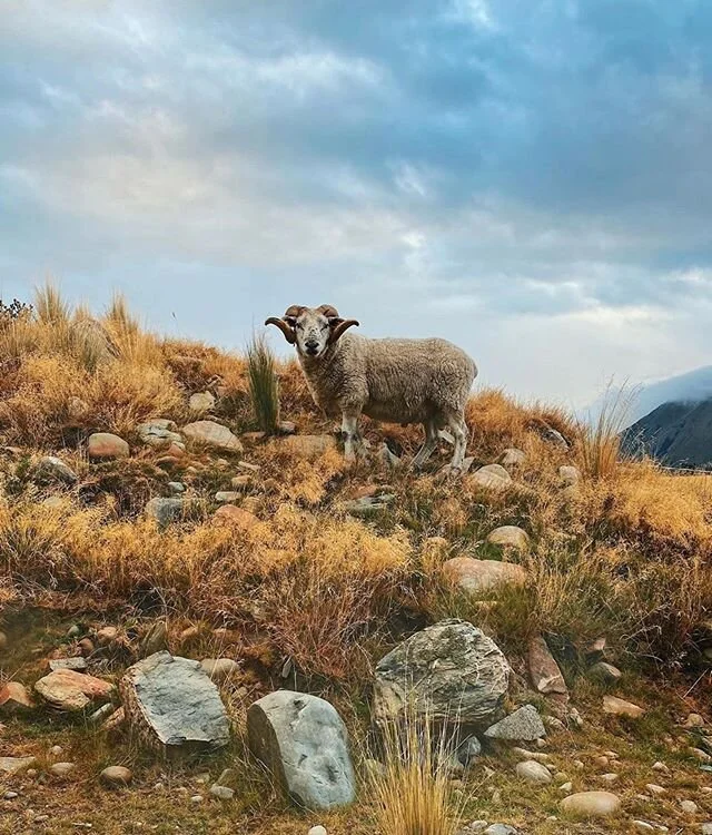 Our visiting ram 🐏, who recent guests have started calling Dave, demonstrates what it means to maintain a safe distance when saying hello 👋🏾 (📷 @danisamuels)