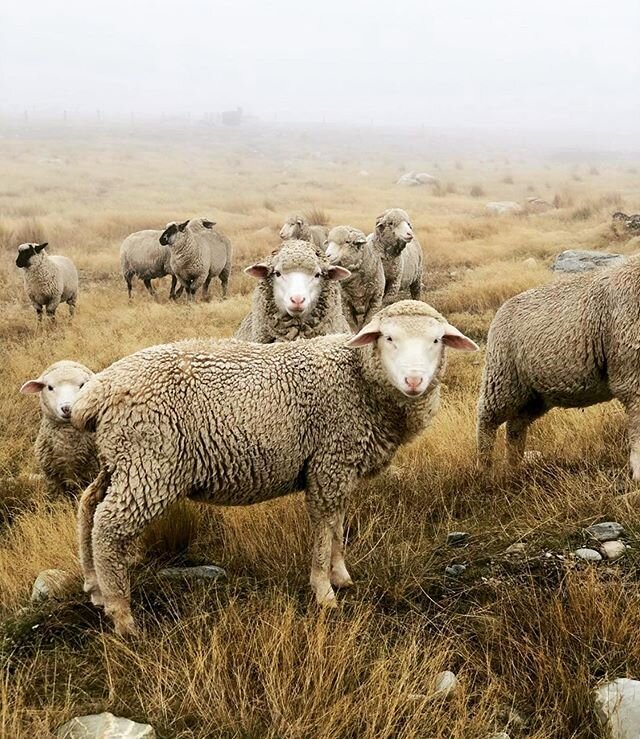 Our resident groundskeepers keeping the lawn tidy 🤣🐑 (📷 @littlebird.daya)