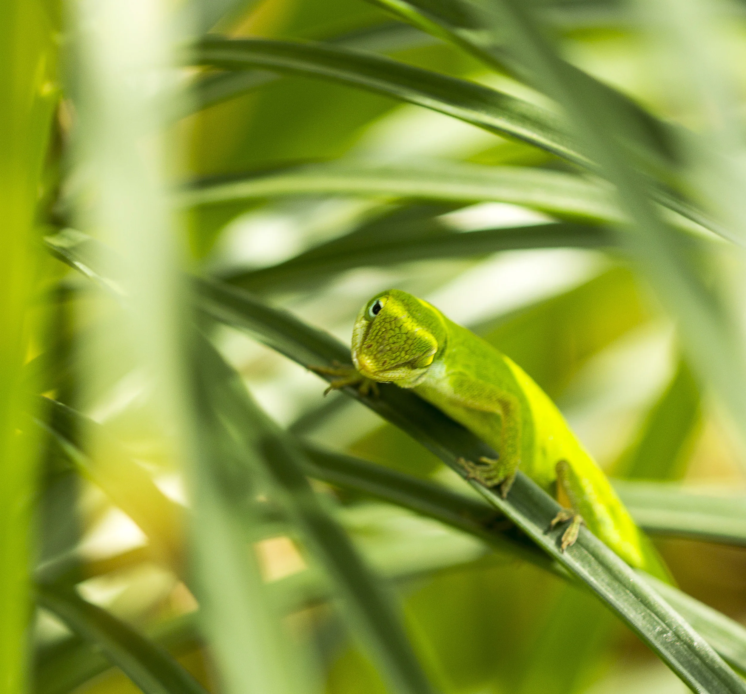 gecko_3865.JPG