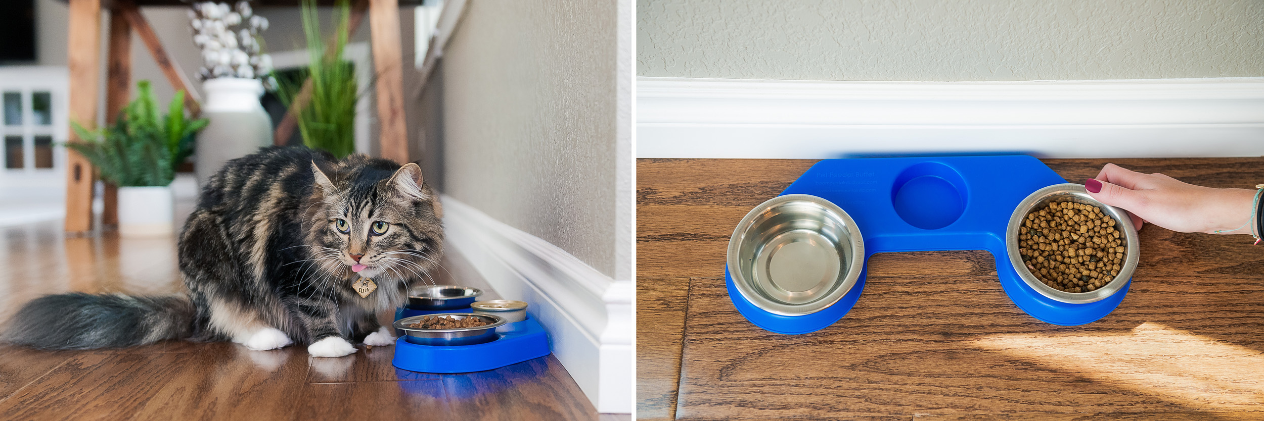 catdishset1.jpg