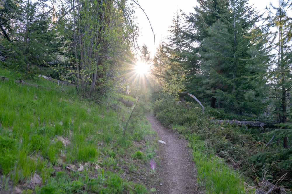 Sun and trail