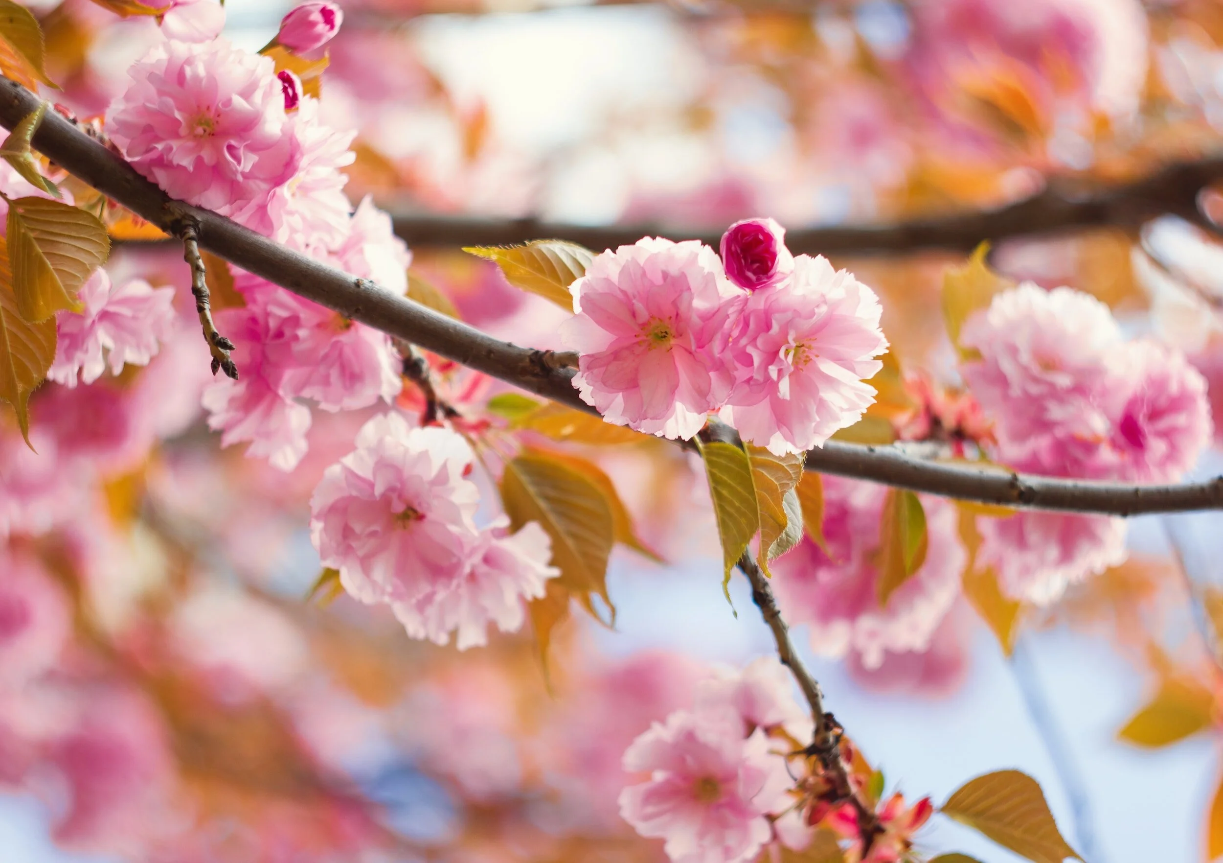 Pranic Rejuvenation Weekend - Netherlands