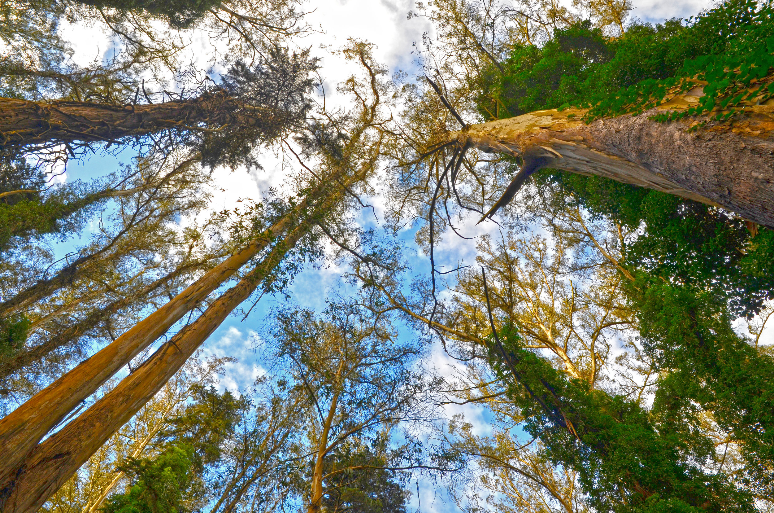 Big Basin, CA