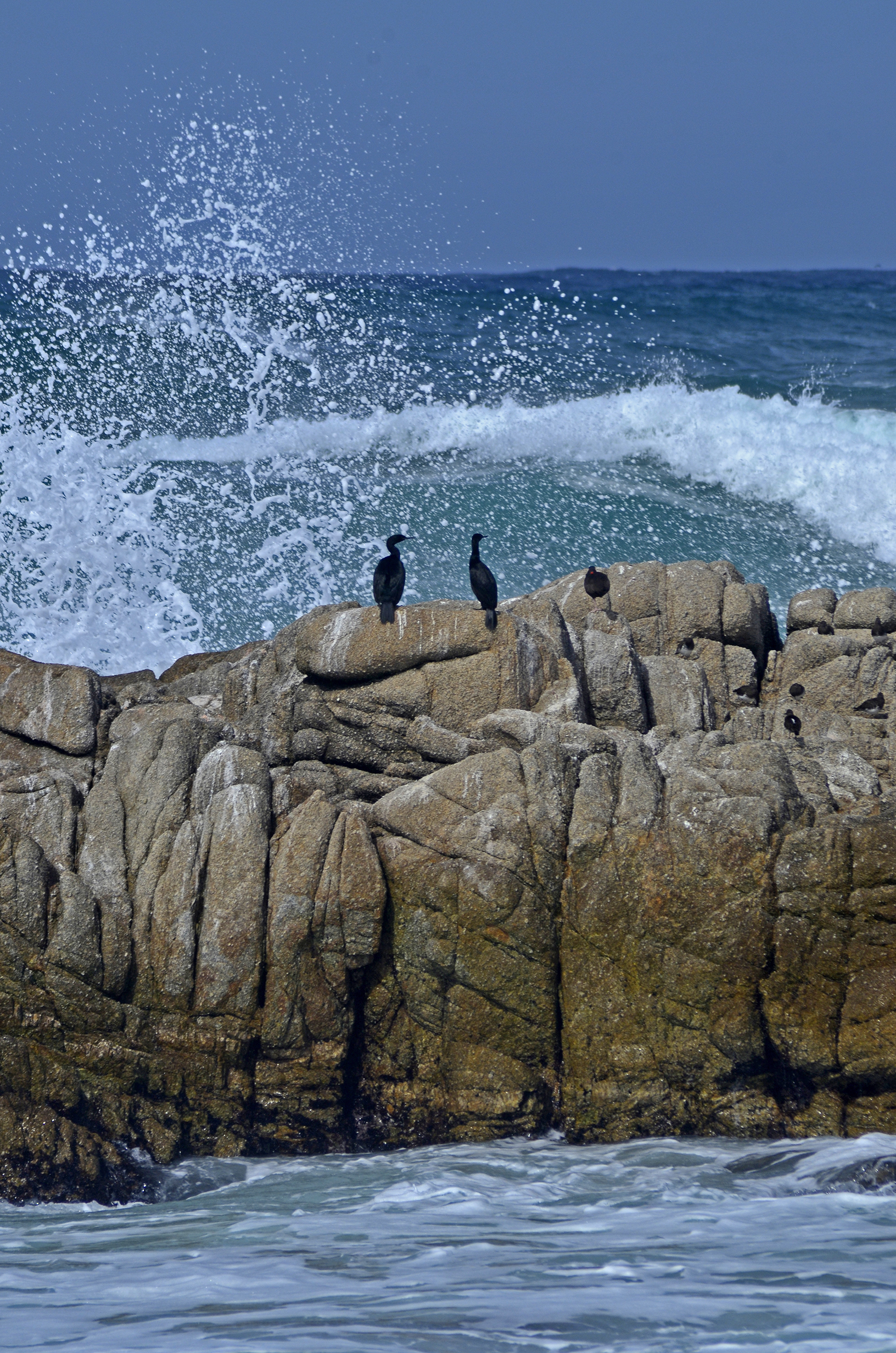 Asilomar Beach, CA