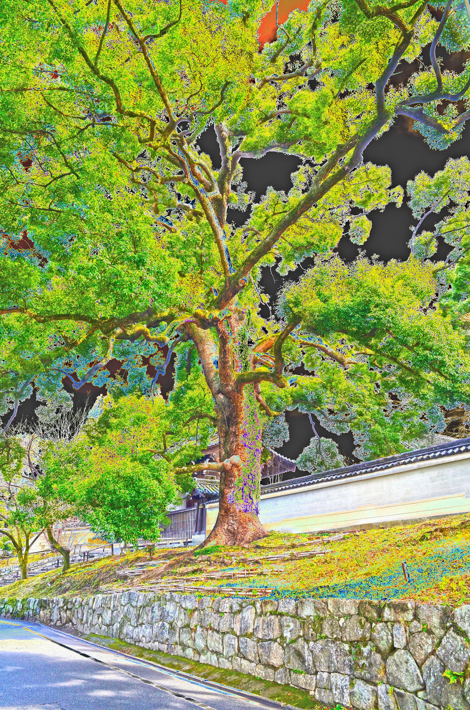 kyototree.jpg
