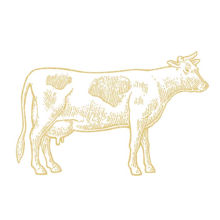 cow-gallery.jpg