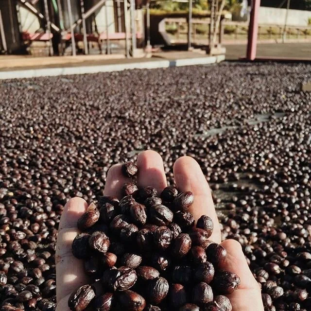 Welcoming the new week with some beautiful images from @luiz.california . We&rsquo;ve been so grateful for updates from our friends at origin every week. Luiz&rsquo;s Obata varietal is looking great, some whole cherries drying on the patio at Fazenda California 🙏🏼 with new management practices and intricate data recording this harvest we can&rsquo;t wait to taste the results and some very exciting experiments coming from Luiz and his neighbouring farmers &amp; communities @capricorniocoffees have been working with.⠀
&bull;⠀
&bull;⠀
&bull;⠀
#timadamsspecialtycoffee #specialtycoffee #unitedbyorigin #relationshipcoffee #brazil #capricorniocoffees #coffeecommunity #coffeesupport #supportlocal #sunshinecoastcoffee #queenslandcoffee