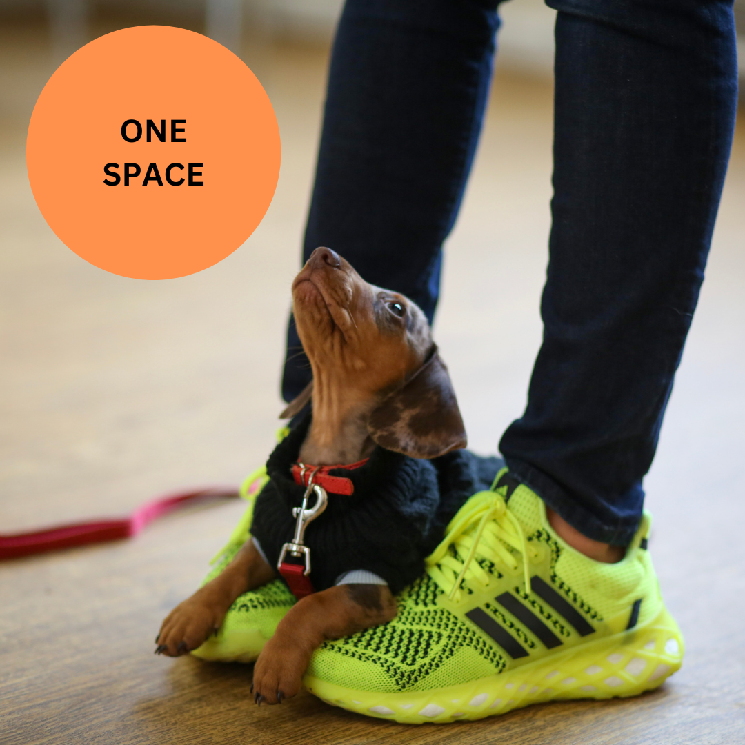 ONE CANCELLATION SPACE AVAILABLE Puppy School Five-Weeks Starts Saturday 25th April 11.15am