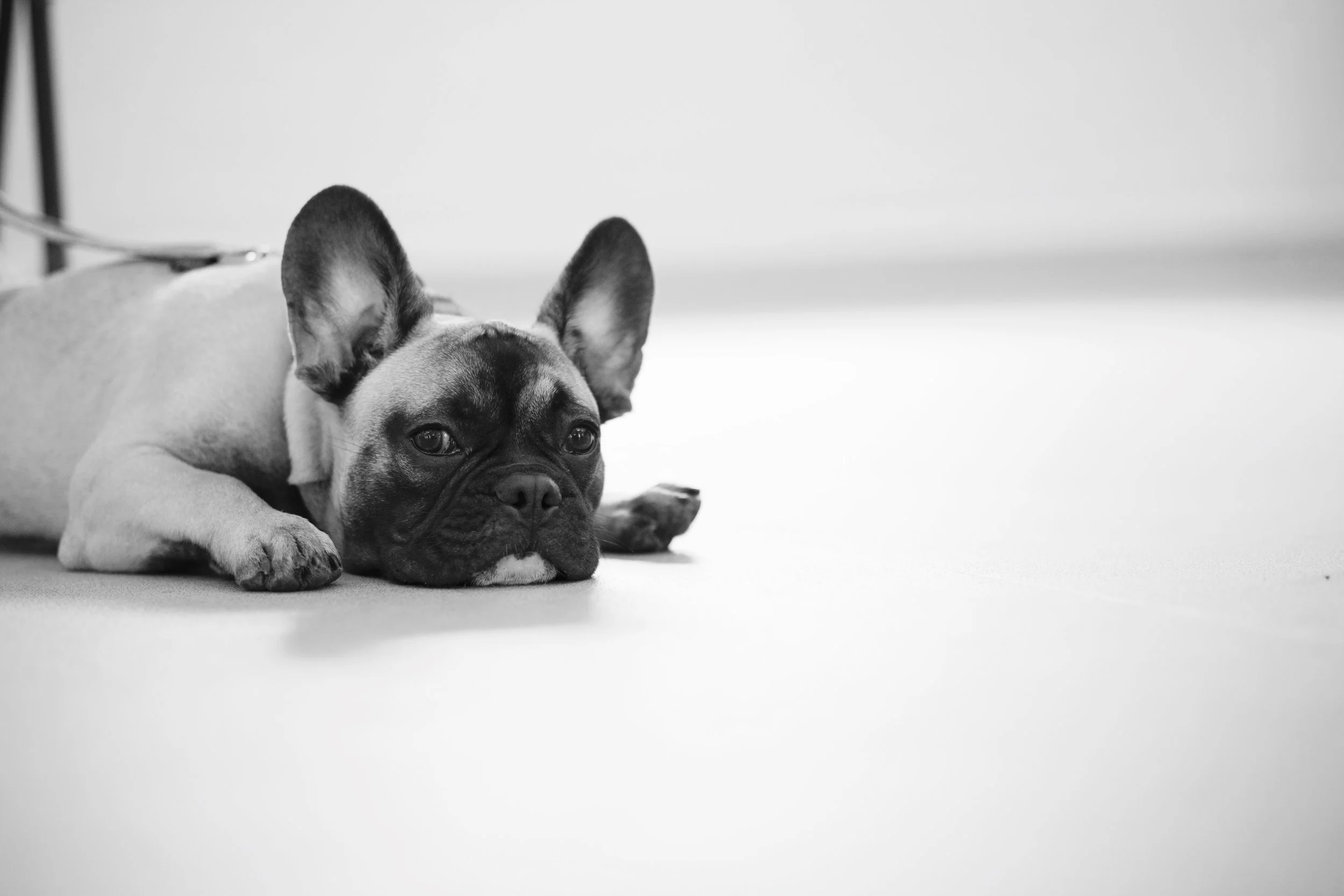 Chelsea Canines Experienced Dog Behaviourist in London Dr Nicky Shaw