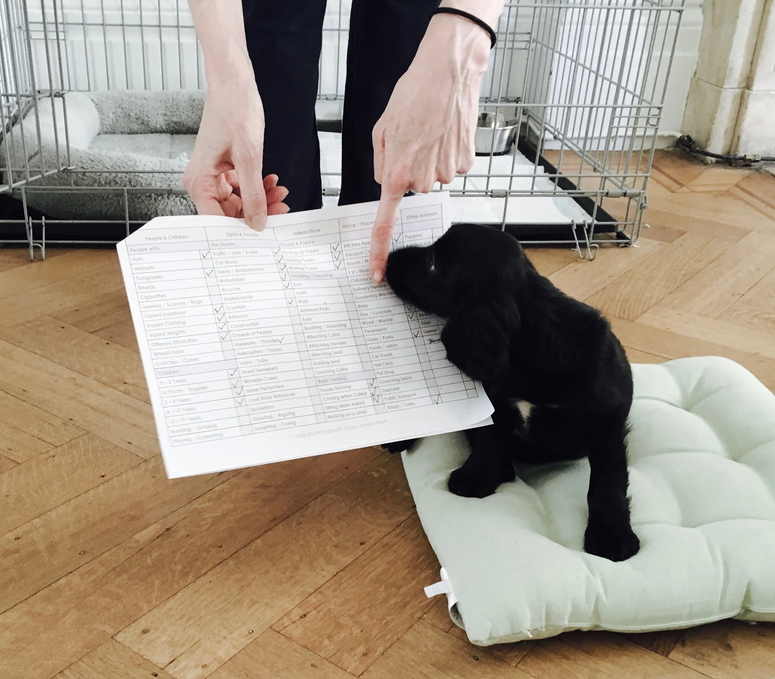 New Puppy? Book a Private Home Puppy Consultation with Dr Nicky