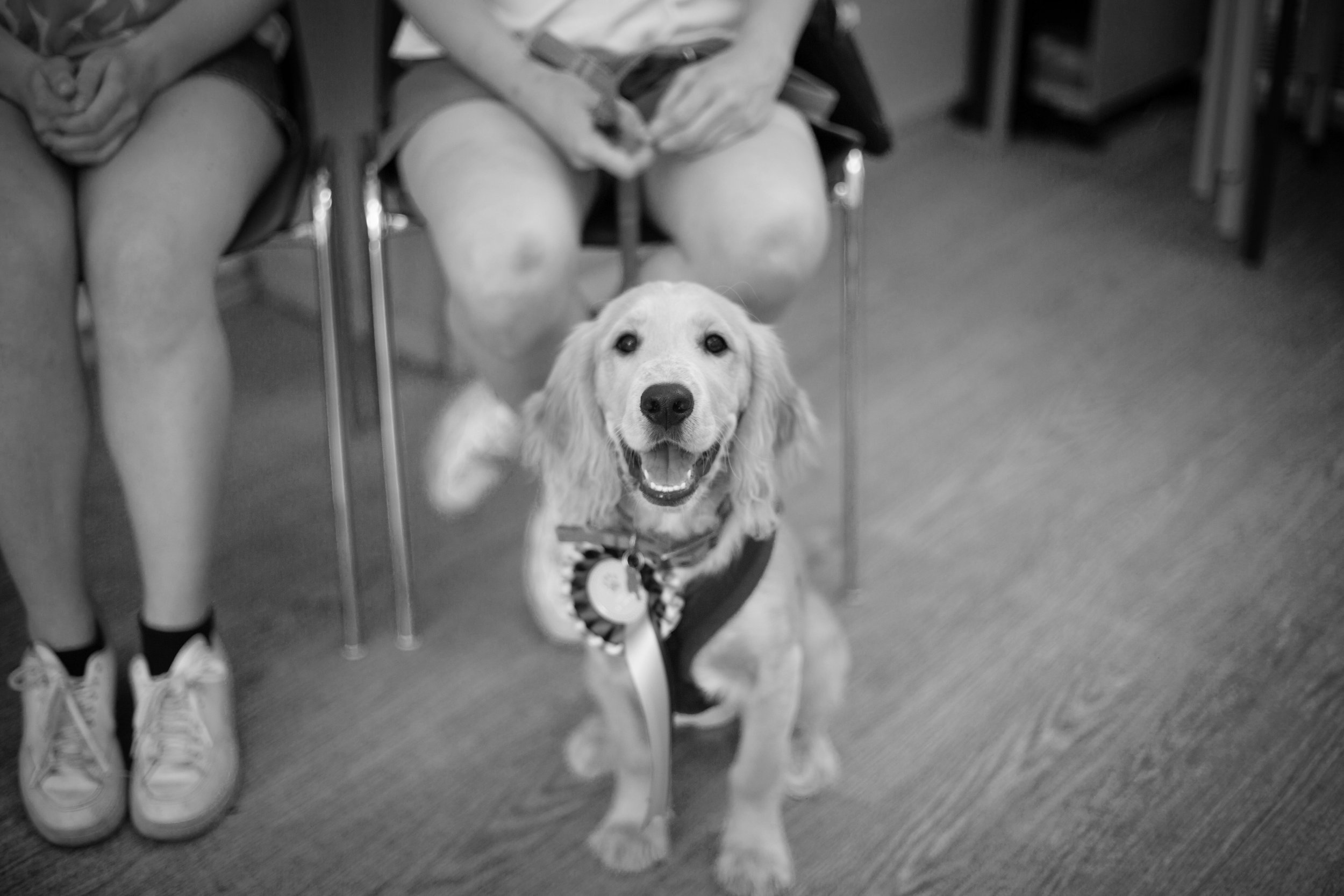 Chelsea Canines Premier Puppy School Behaviourist chelsea-canines-premier-puppy-school-behaviourist