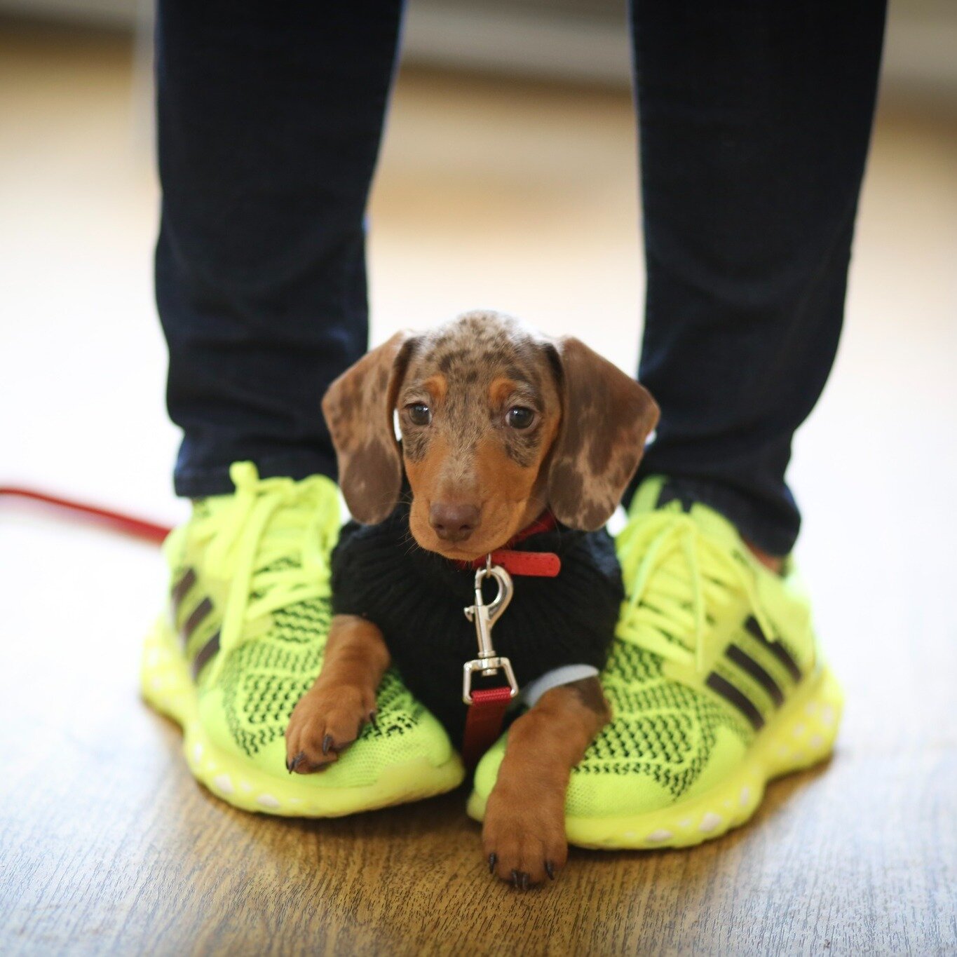 Stealing the show every Saturday - it's Bob.

 #puppyschool