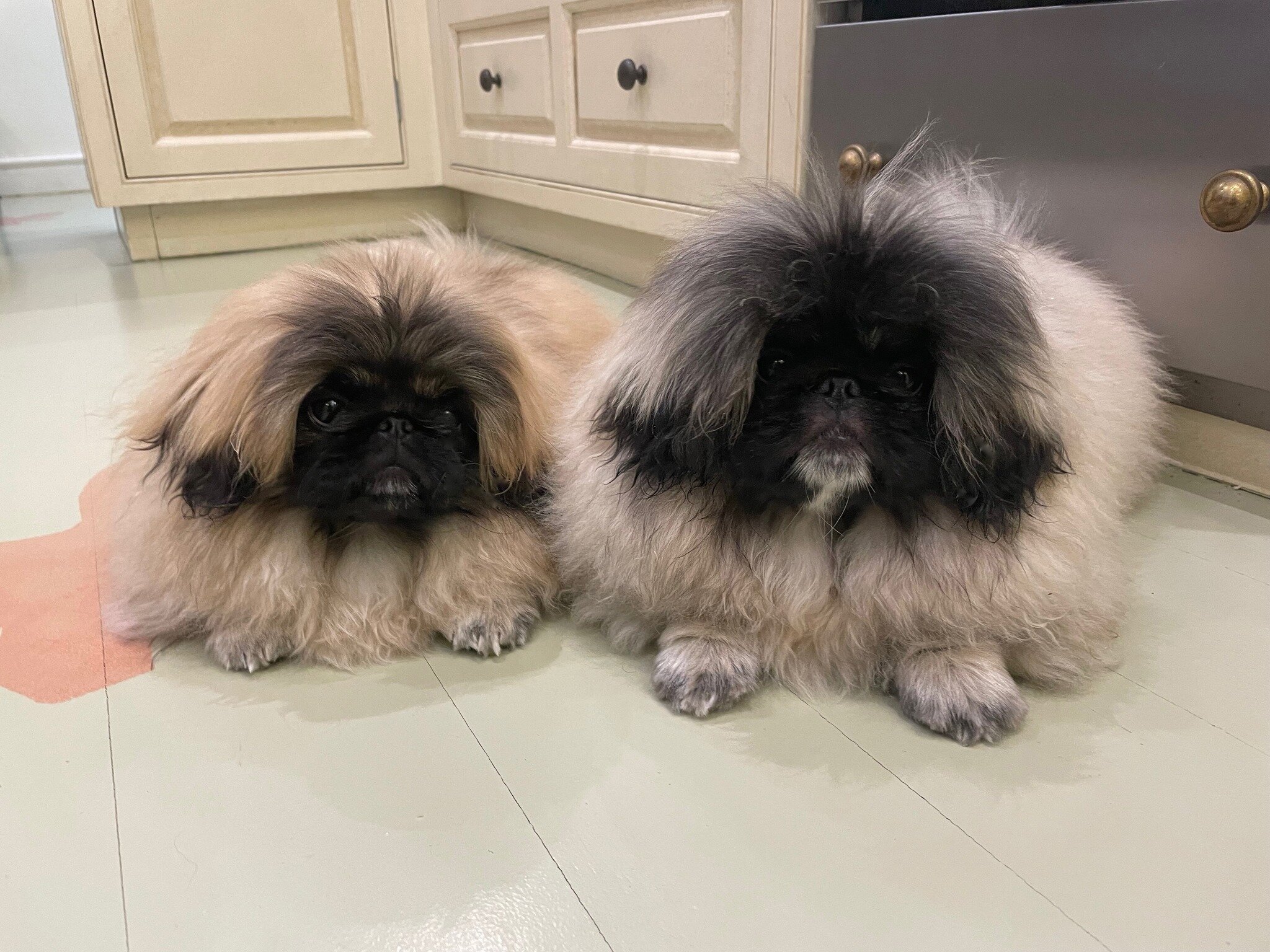 Meet my floofy friends! Super smart siblings Helga &amp; Glenda have aced their private puppy training and are now developing teen skills, I'm so proud of them! Stay tuned!
 #pekingesepuppy #pekingesepuppies #puppytraining #puppytraining101 #puppytra
