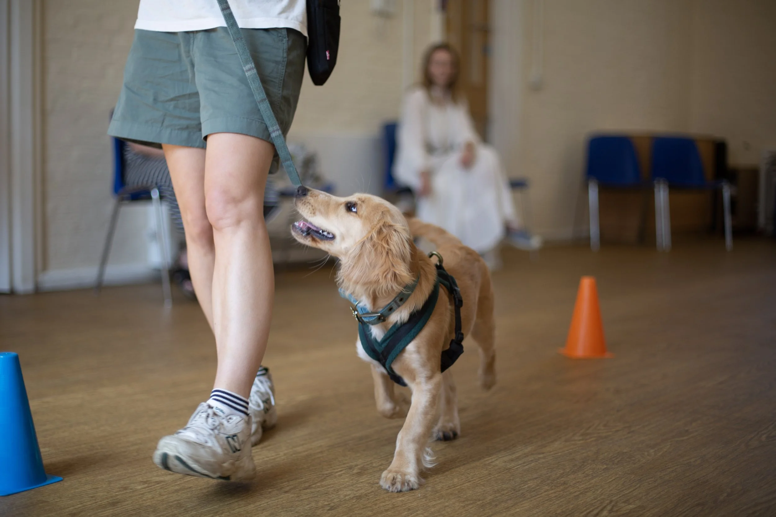Puppy Classes SW1