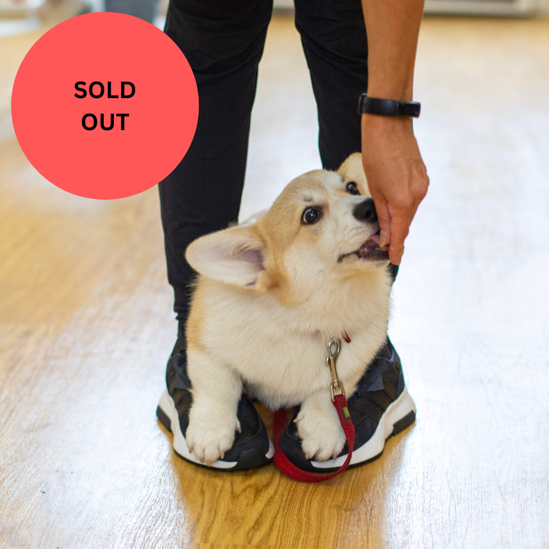SOLD OUT Puppy School Five-Weeks Starts Saturday 21st March 10am