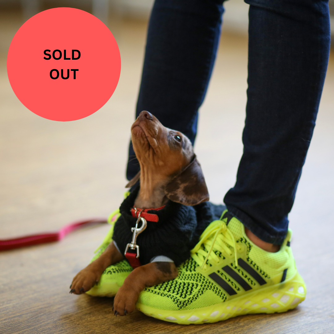 SOLD OUT Puppy School Five-Weeks Starts Saturday 16th August 10am