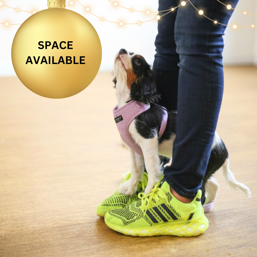 Xmas Puppy School Five-Weeks Starts Saturday 21st November 10am