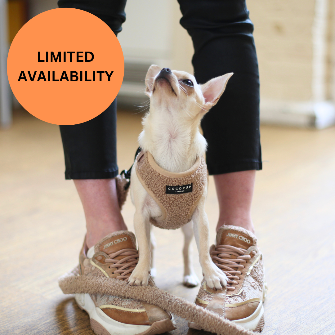 BOOK NOW *ONE SPACE LEFT* Puppy School Five-Weeks Starts Saturday 10th January 2026 10am