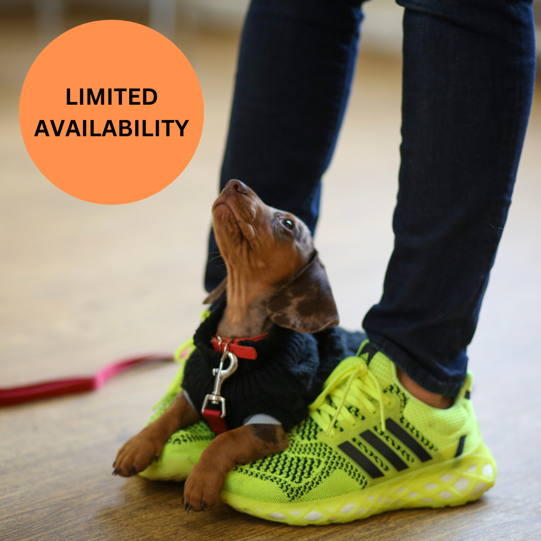 BOOK NOW Puppy School Five-Weeks Starts Saturday 14th February 11.15am